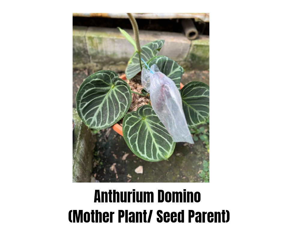 Anthurium Domino "format SEEDLING"