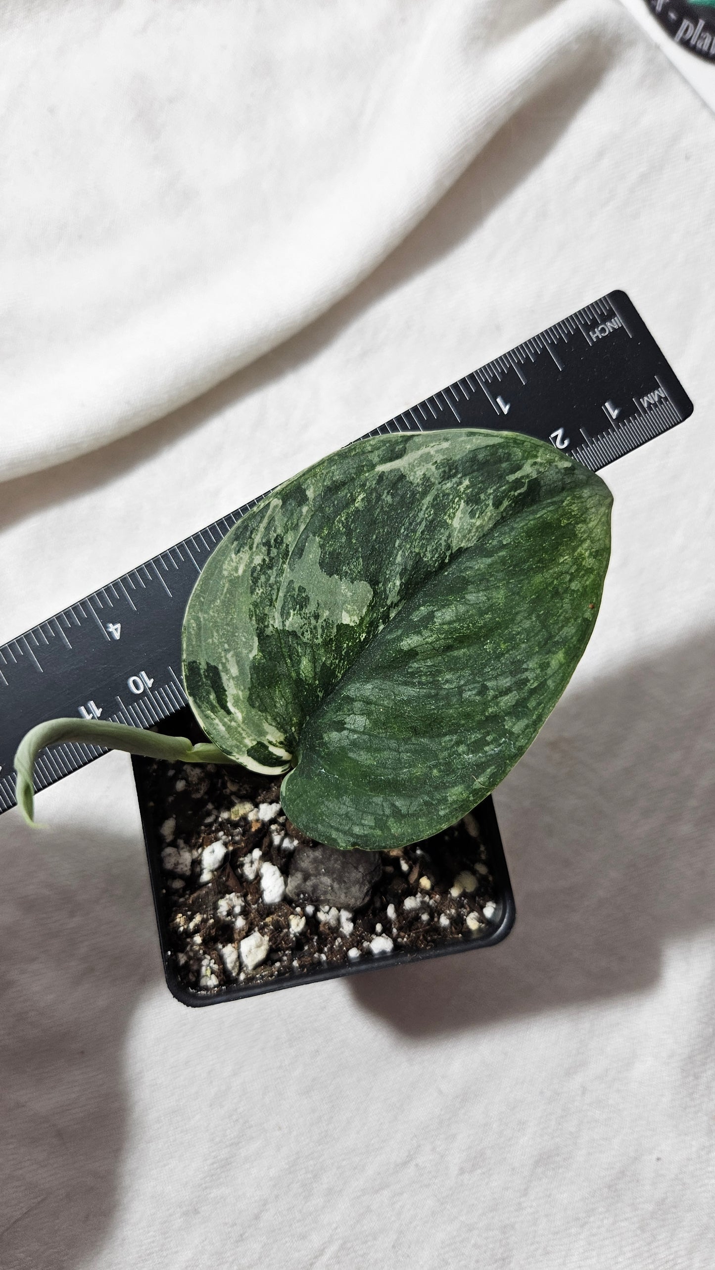 Scindapsus Silver Tattoo Variegata (SCI-818)