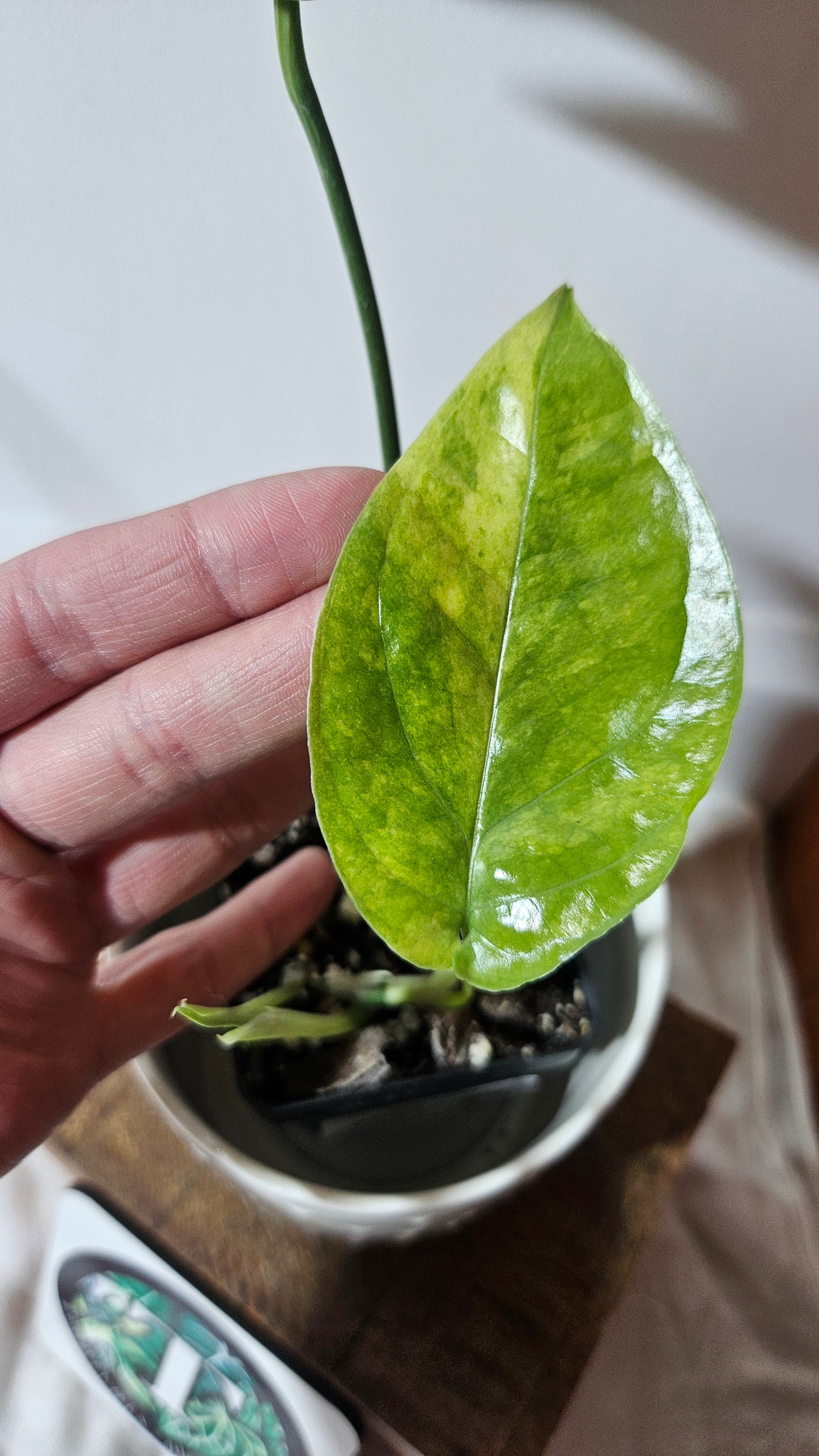 Amydrium Medium Mint Variegata (AMY-030)