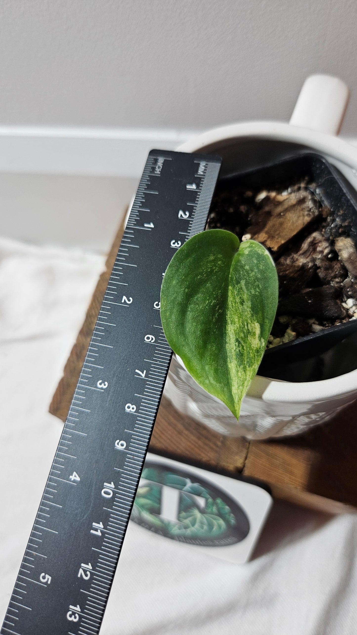 Scindapsus Dark Splash Variegata (SCI-641)