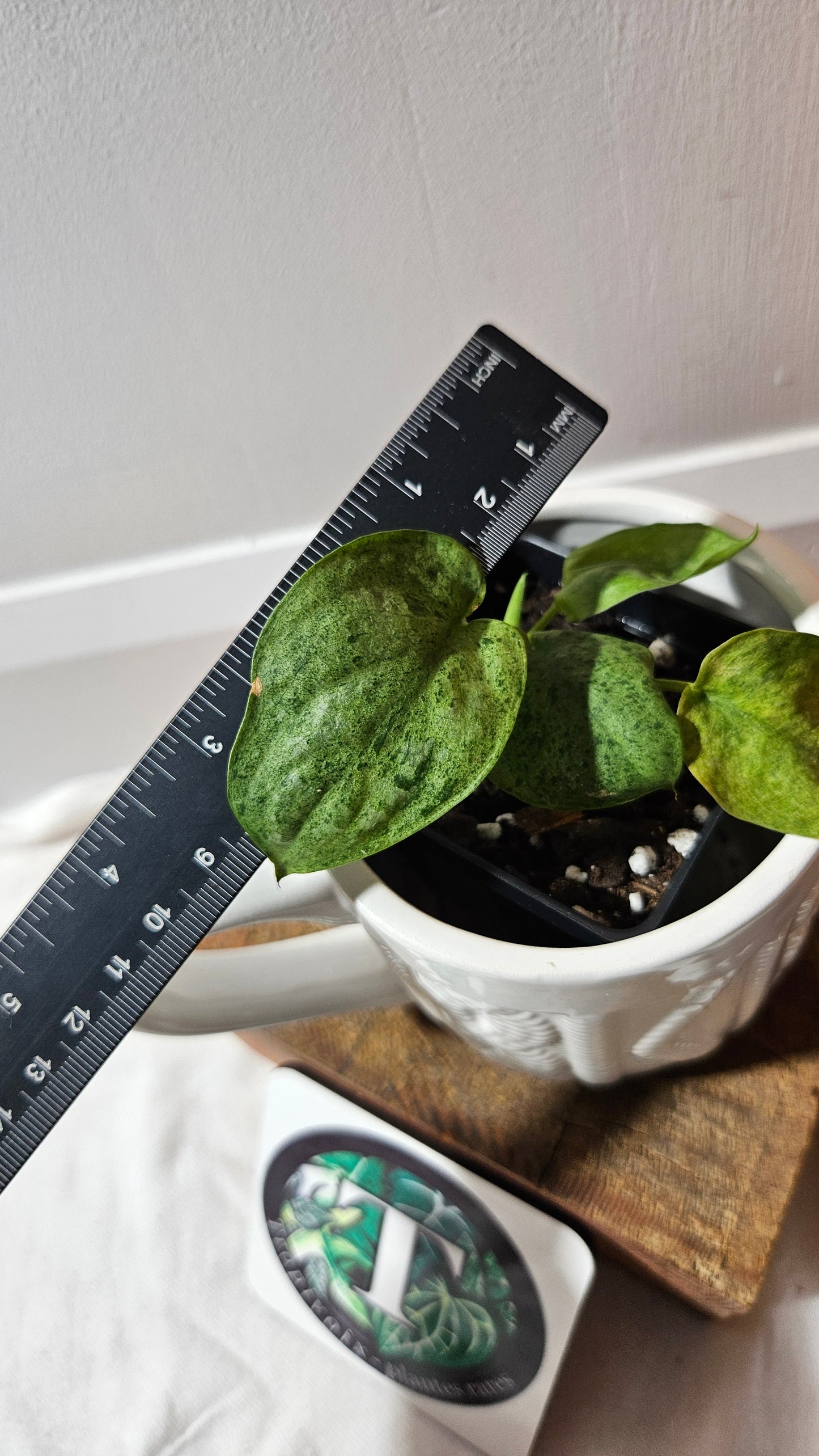Scindapsus Mojito (SCI-1174)