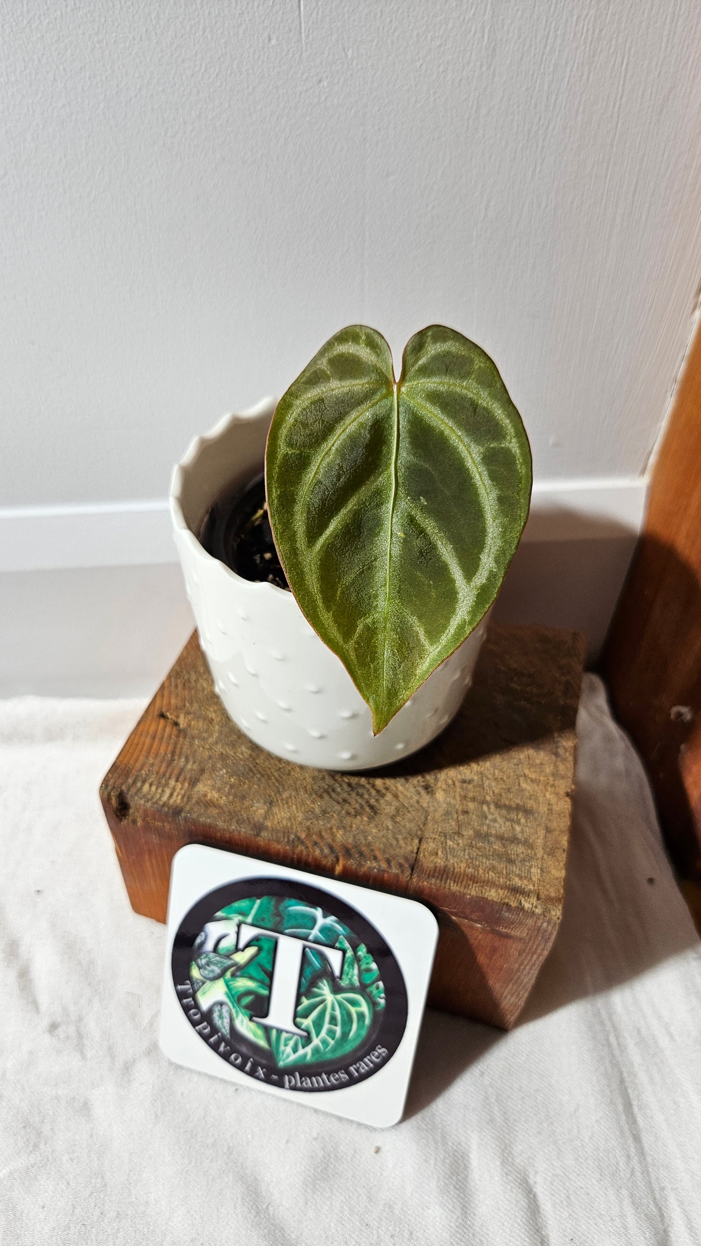 Anthurium Magnificum Radiante "format PETIT"(ANT-559)