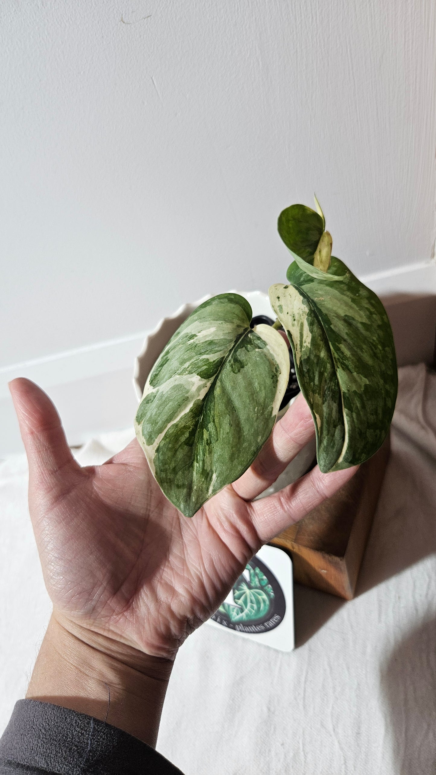 Scindapsus Salamount (SCI-993)