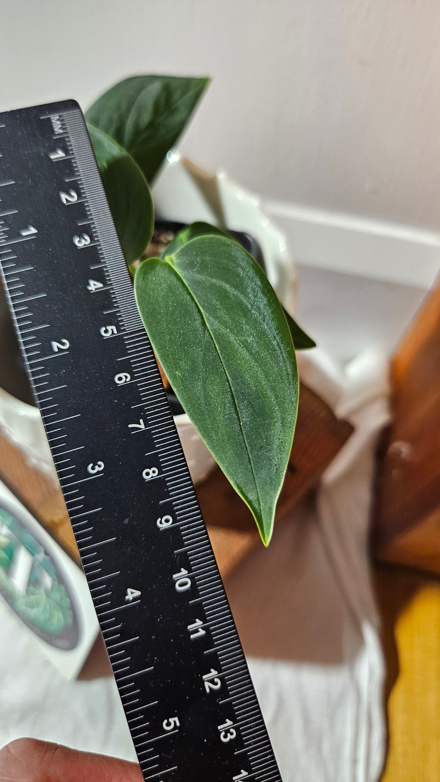 Monstera Obliqua Aff Black (MON-443)