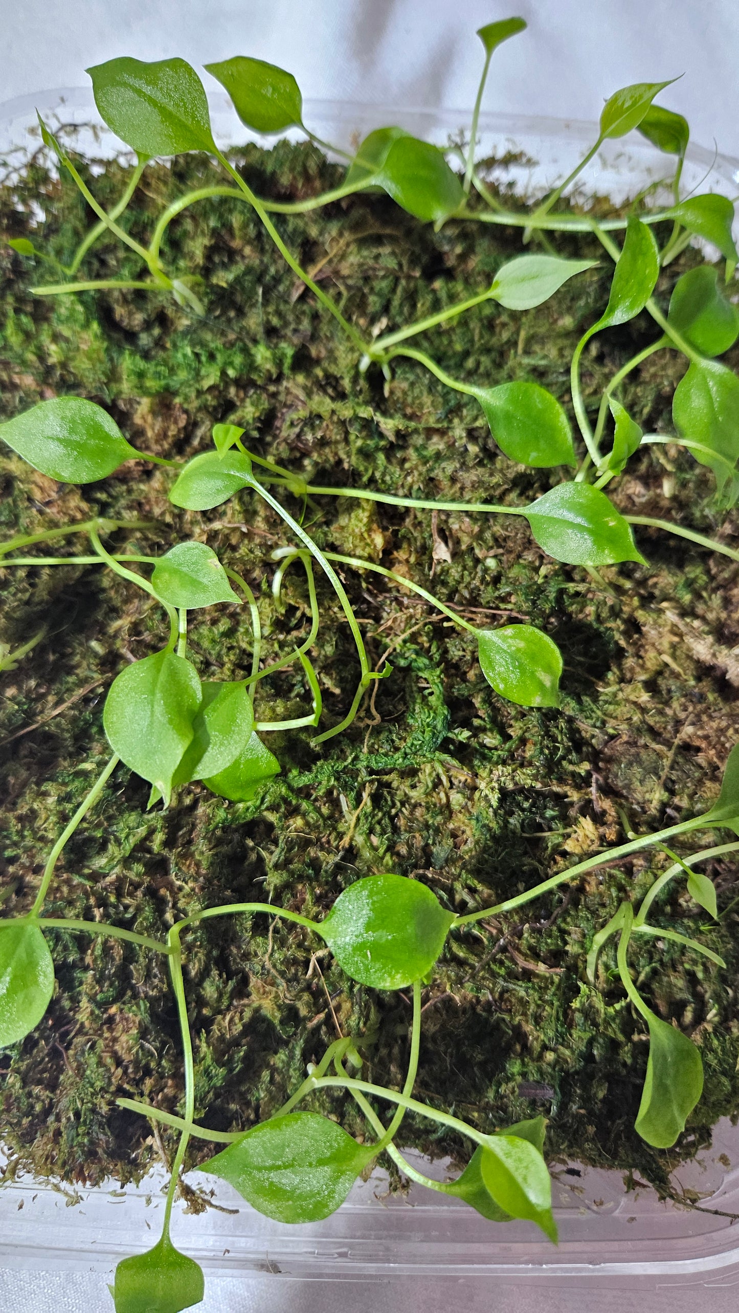 Anthurium Gracile "format SEEDLING"