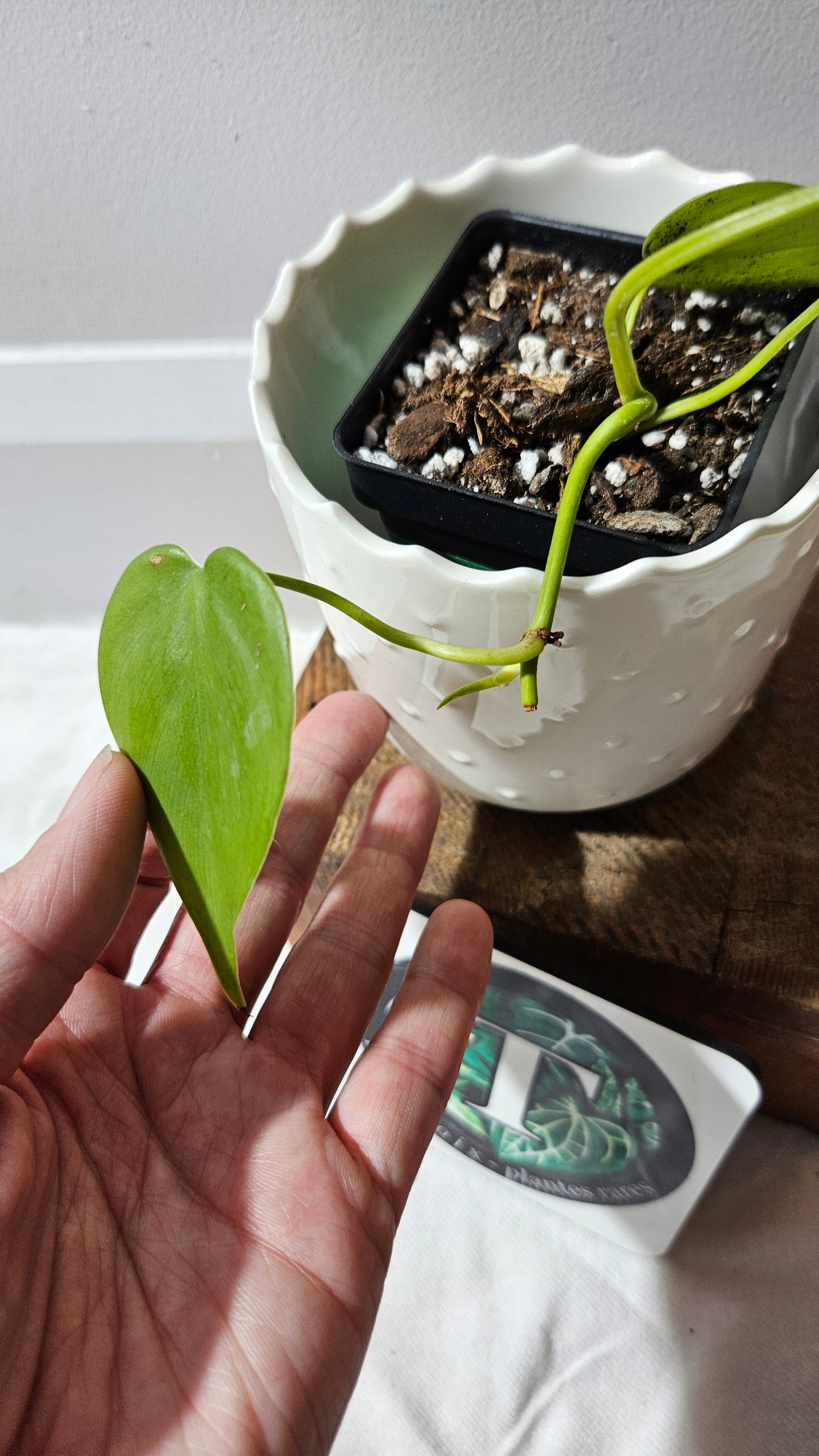 Philodendron Hederaceum Lemon lime (PHI-898)