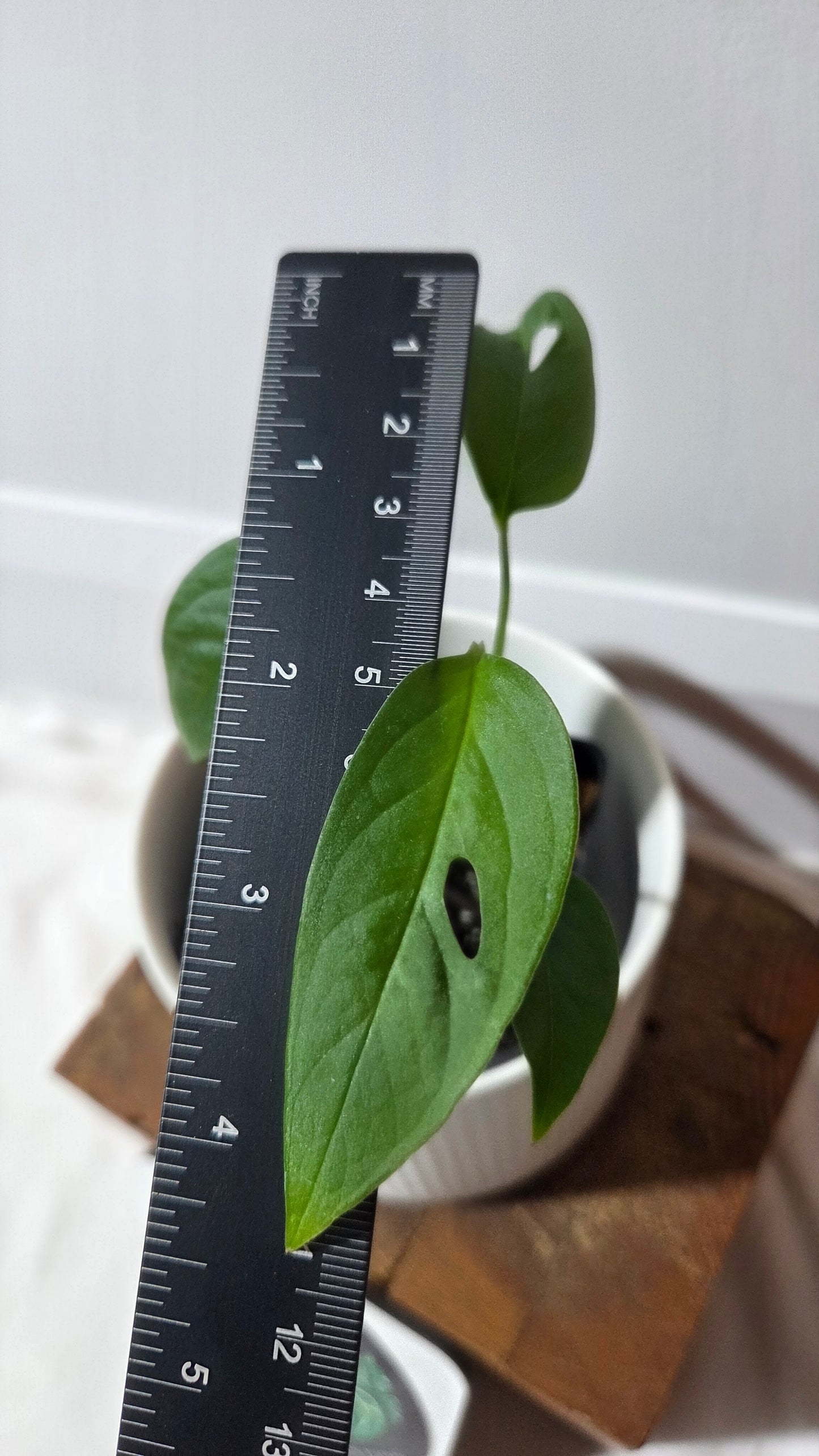 Monstera Obliqua Aff Napo (MON-534)