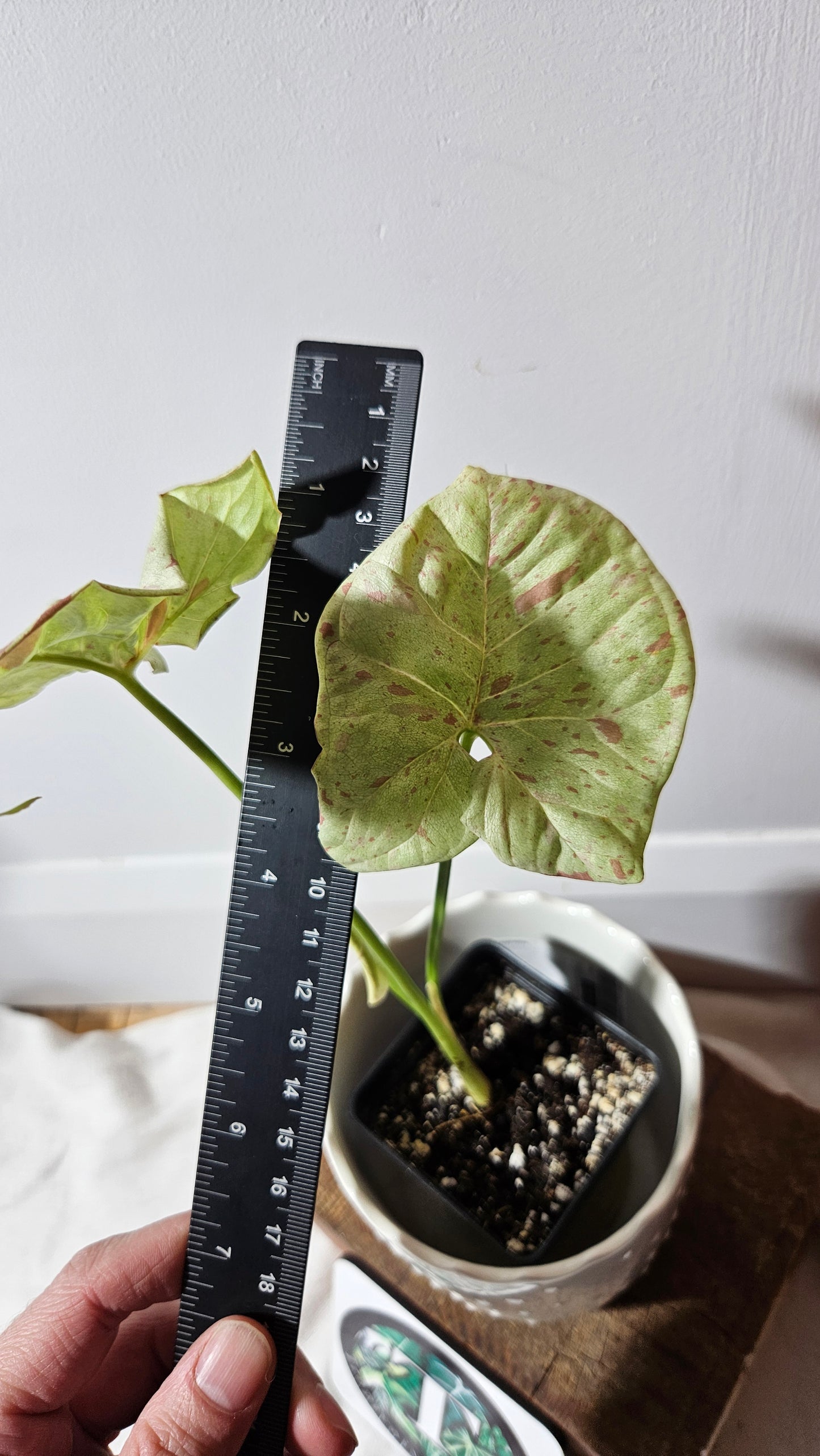 Syngonium Milk Confetti (SYN-360)