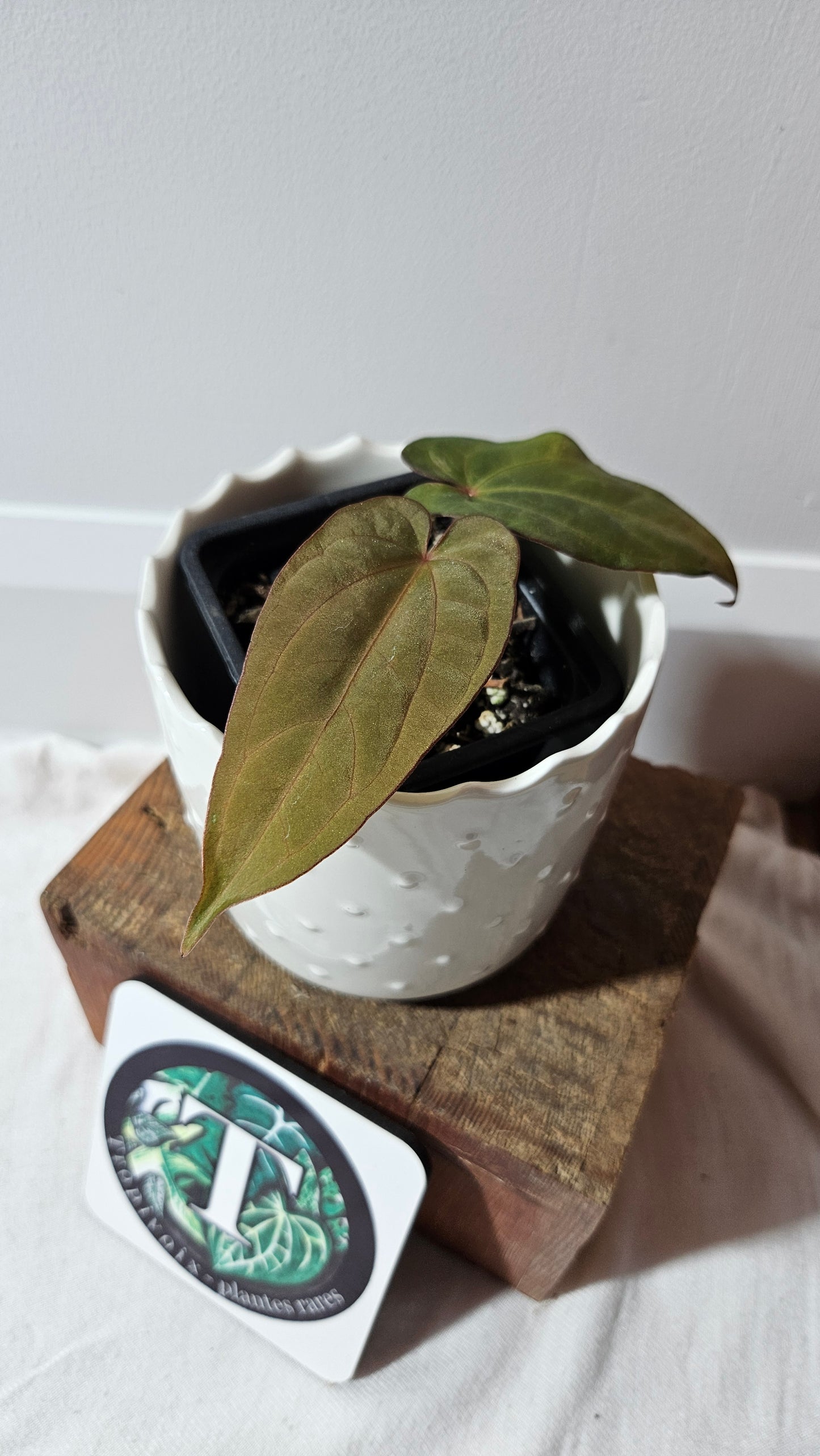 Anthurium Dressleri Pink "format PETIT" (ANT-217)