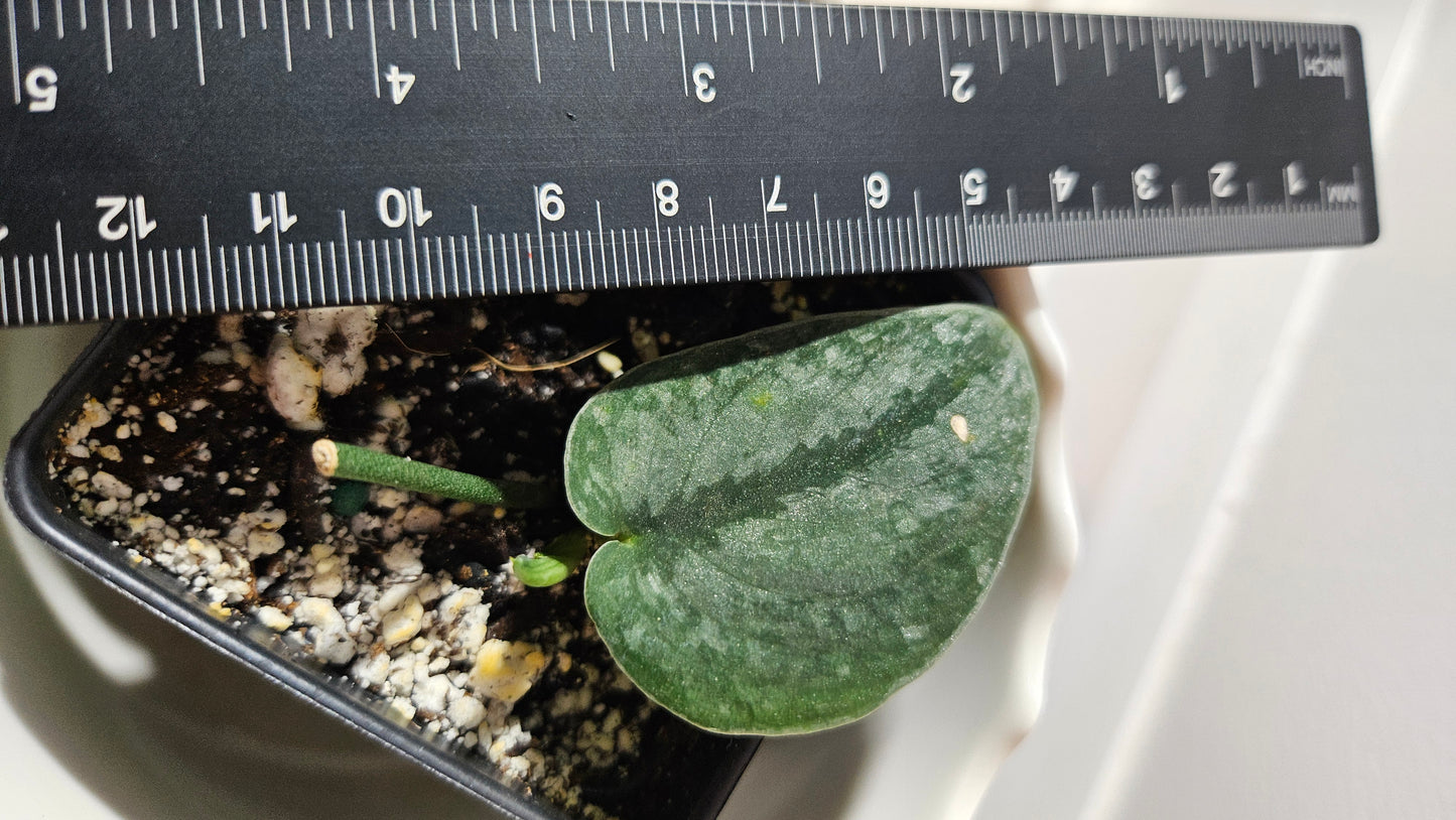 Scindapsus Dark Splash Bornéo (SCI-769)