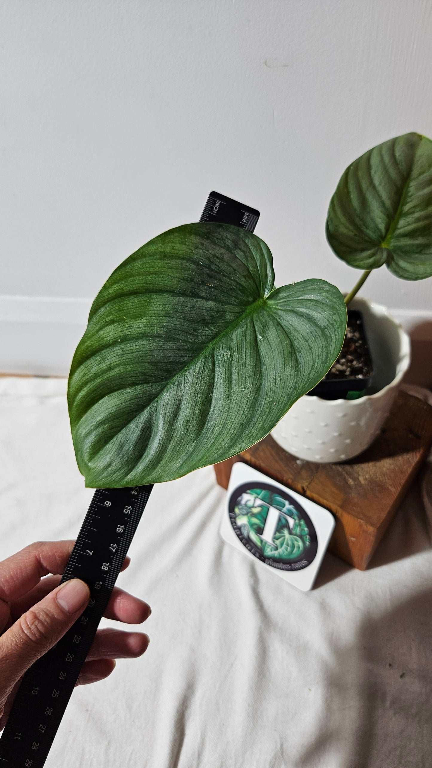 Philodendron Pastazanum Platinum (PHI-828)