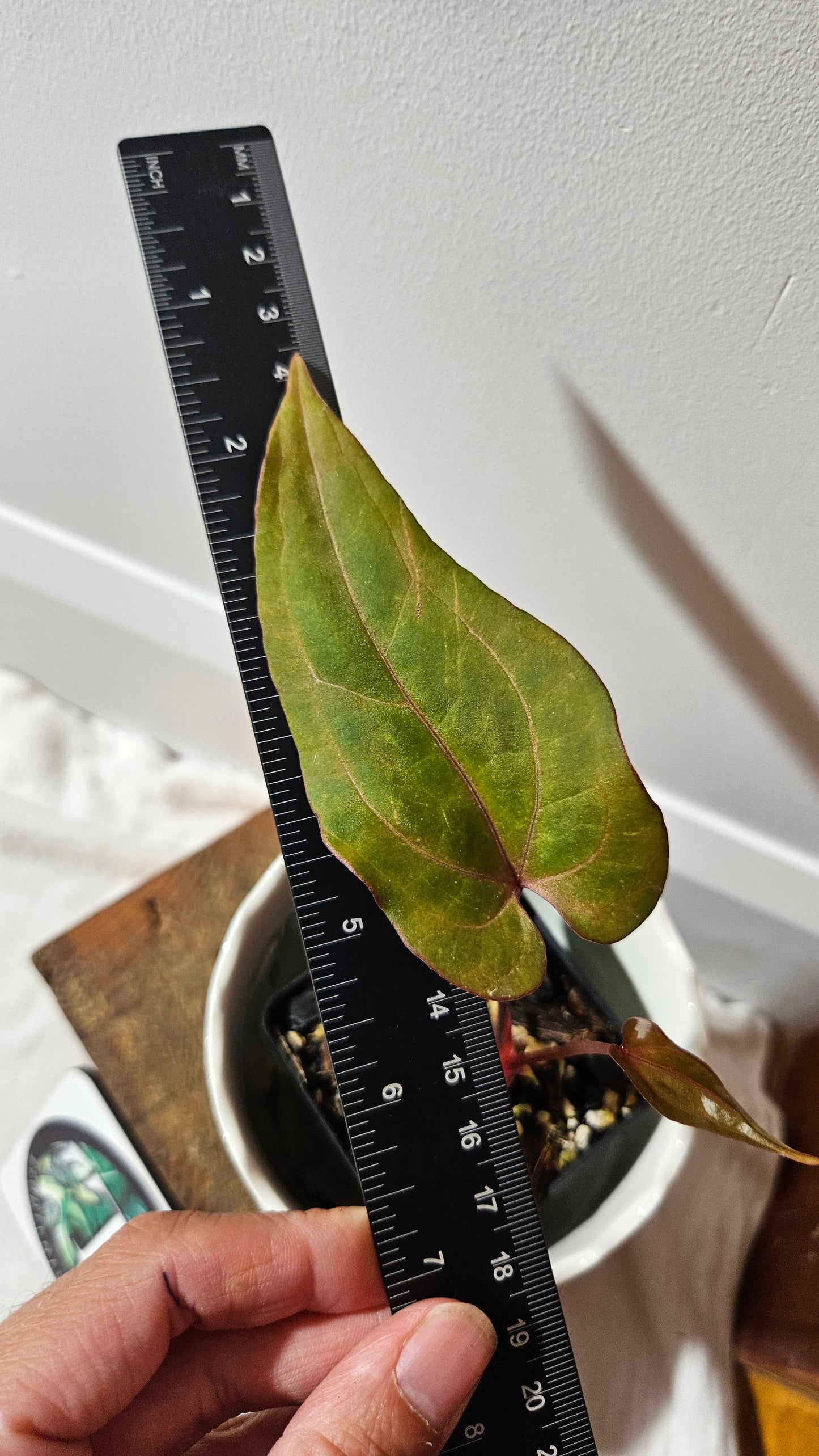 Anthurium Red Stem "format PETIT" (ANT-515)