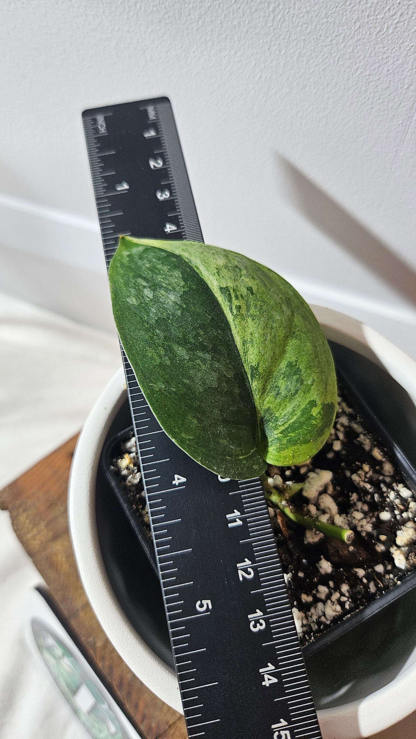 Scindapsus Black Dragon Variegata (SCI-857)