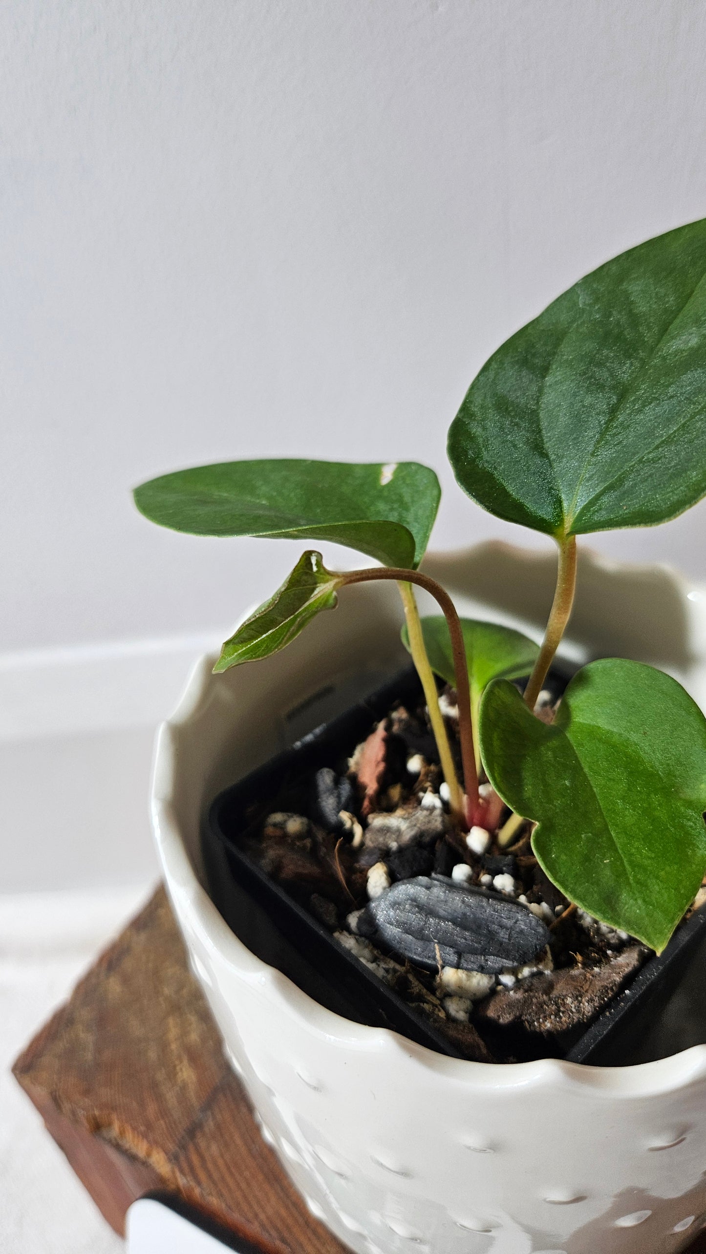 Anthurium Papillilaminum X Warocqueanum "format PETIT" (ANT-429)