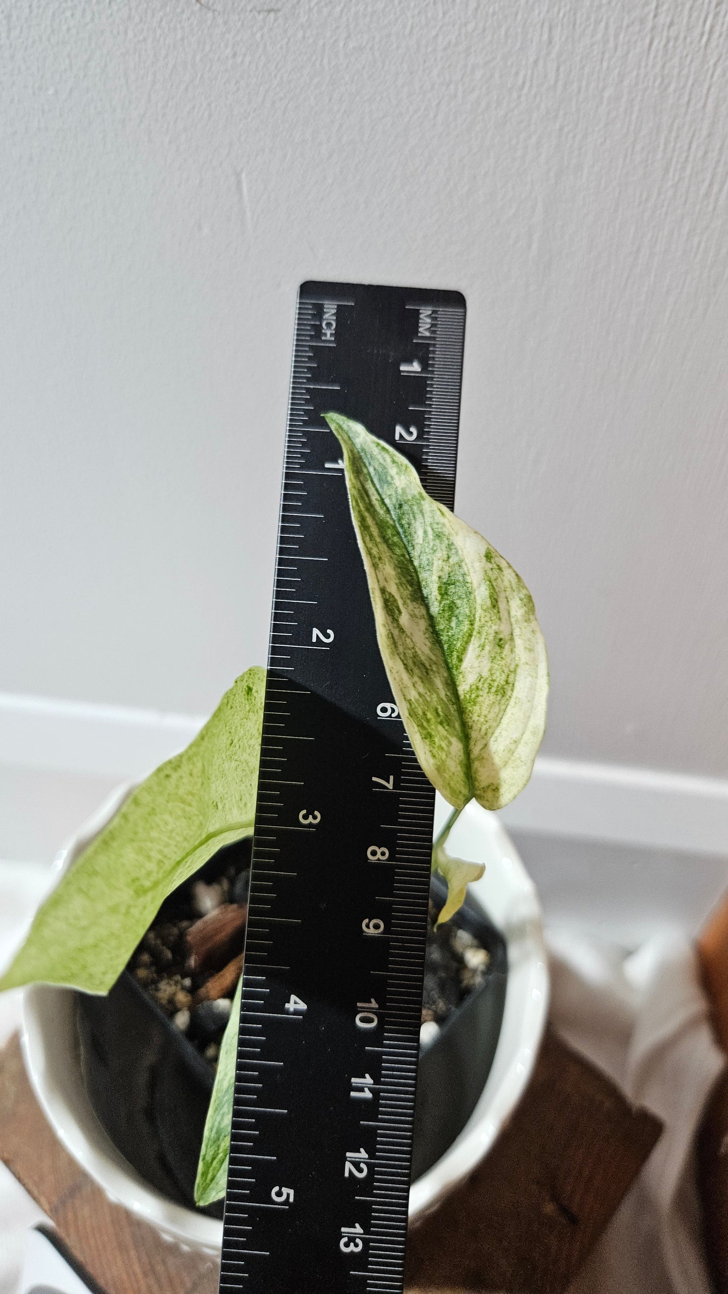 Monstera Laniata Mint (MON-338)