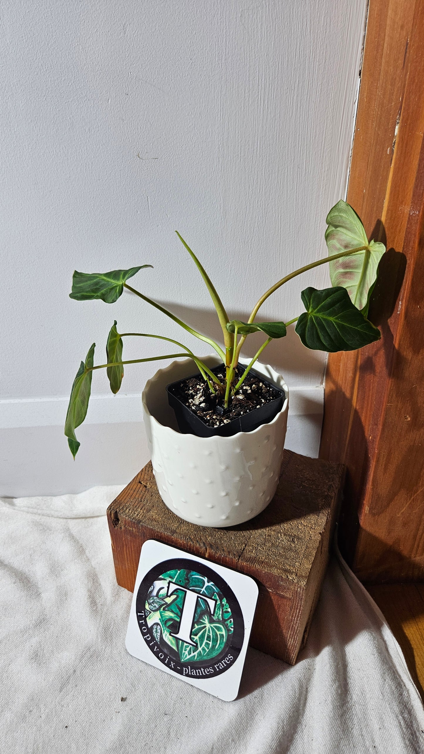 Philodendron Verrucosum Melon (PHI-792)