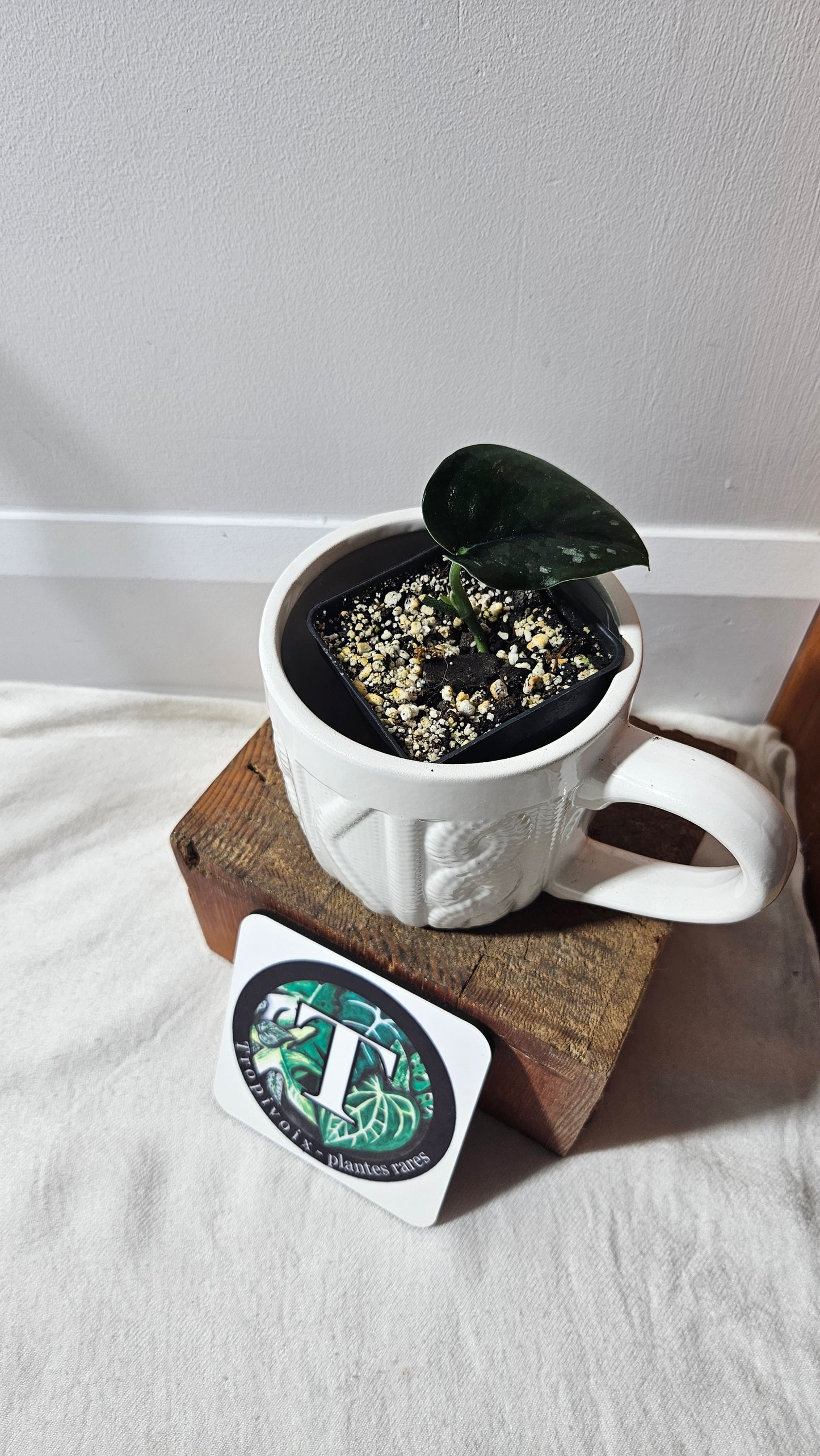 Scindapsus Black Mamba (SCI-851)