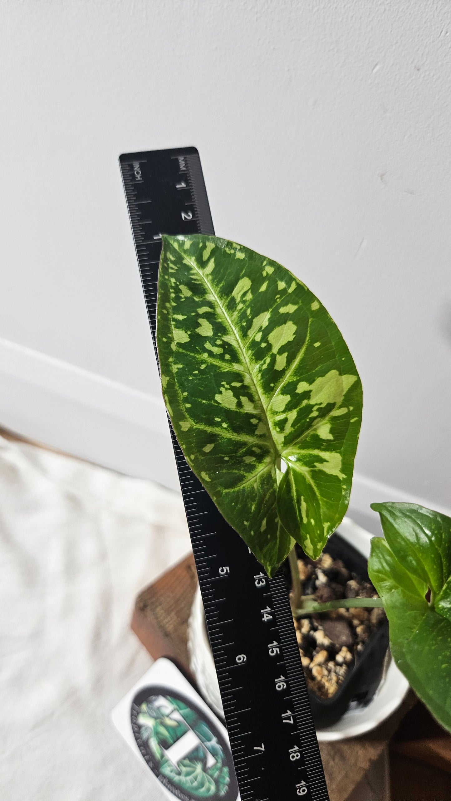 Syngonium Panda/Indo (SYN-421)