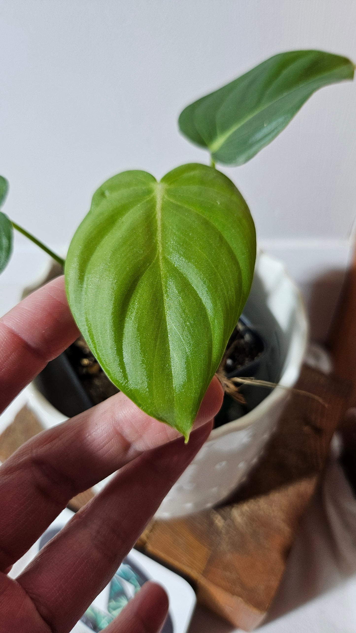 Philodendron Pastazanum (PHI-823)