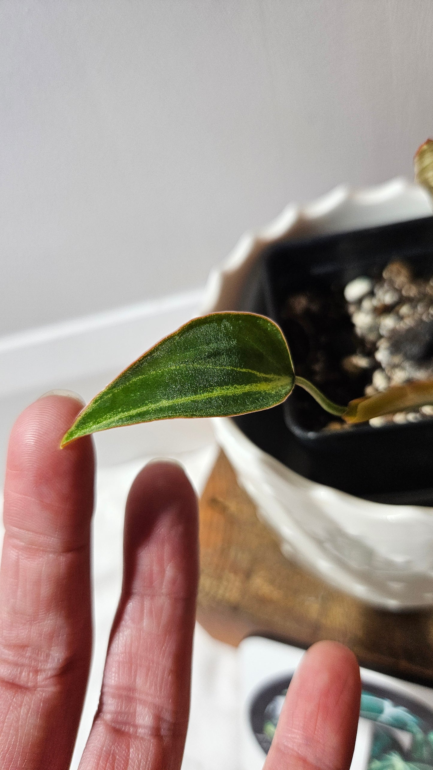 Philodendron Gloriosum Pink (PHI-874)