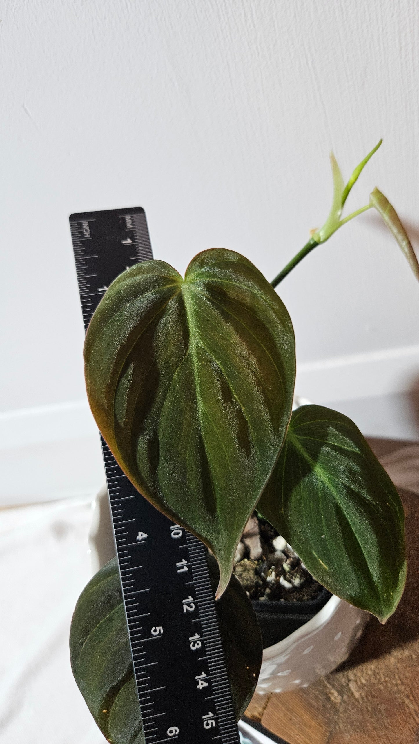 Philodendron Mican Var. REVERT (PHI-846)