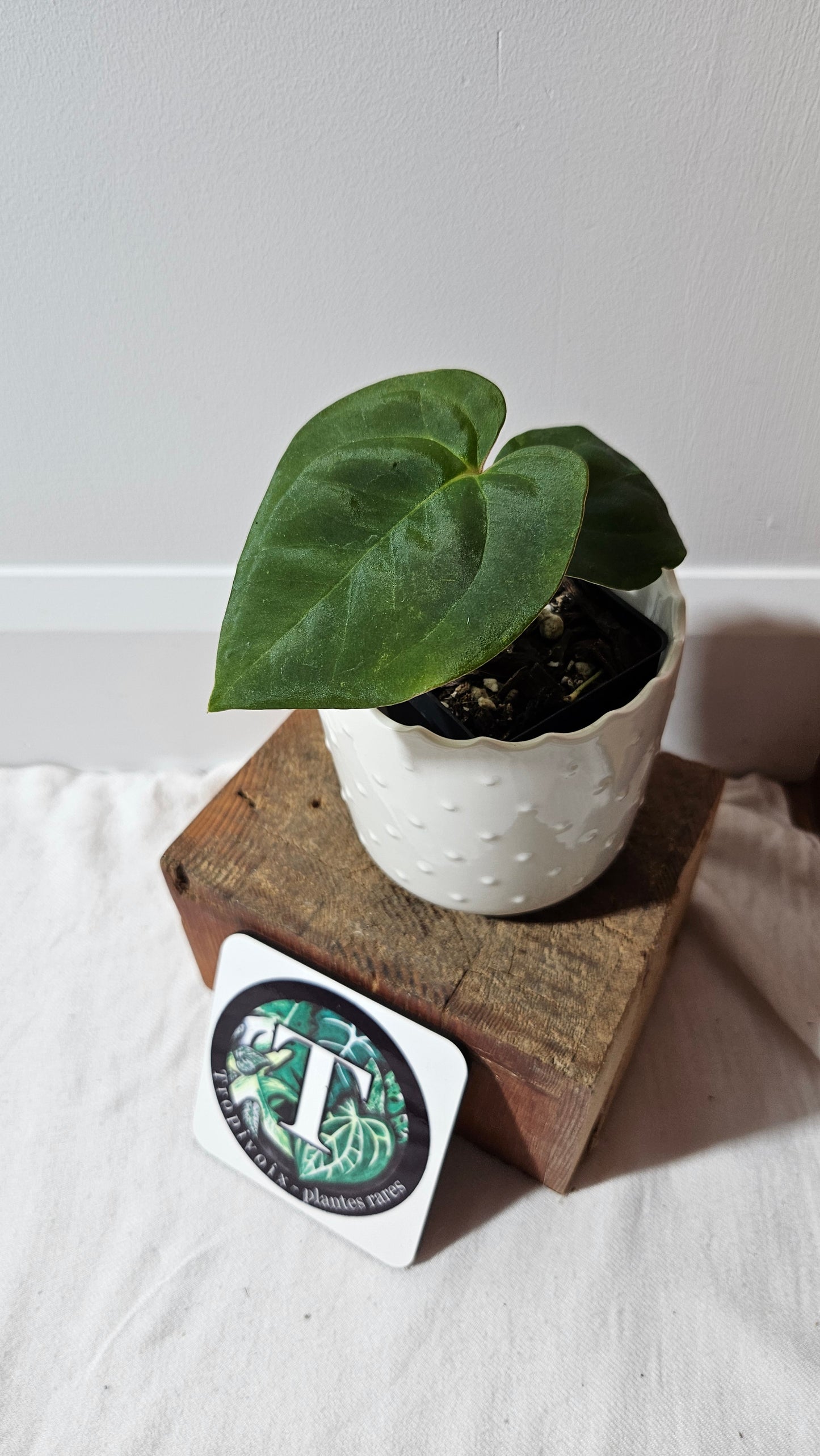 Anthurium Dark Phoenix X Panama "format PETIT" (ANT-493)