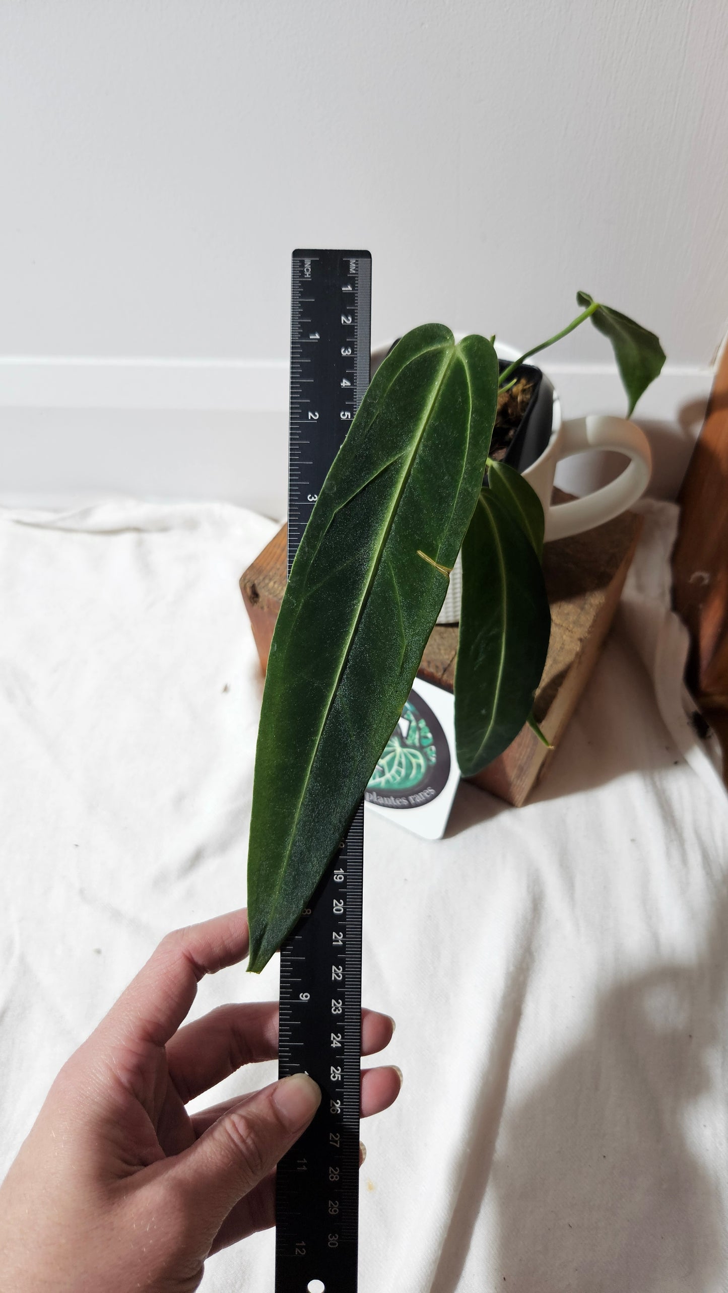 Anthurium Warocqueanum "format MOYEN"(ANT-629)