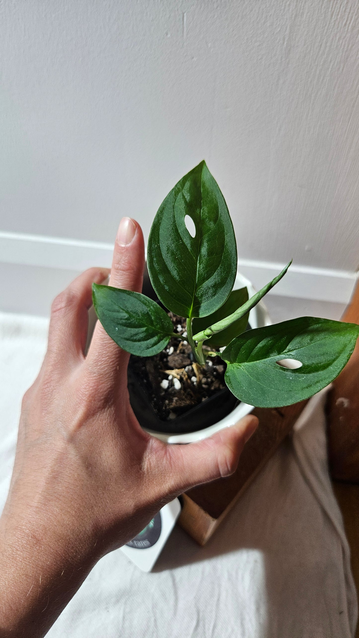 Monstera Obliqua Aff Indanza (MON-437)