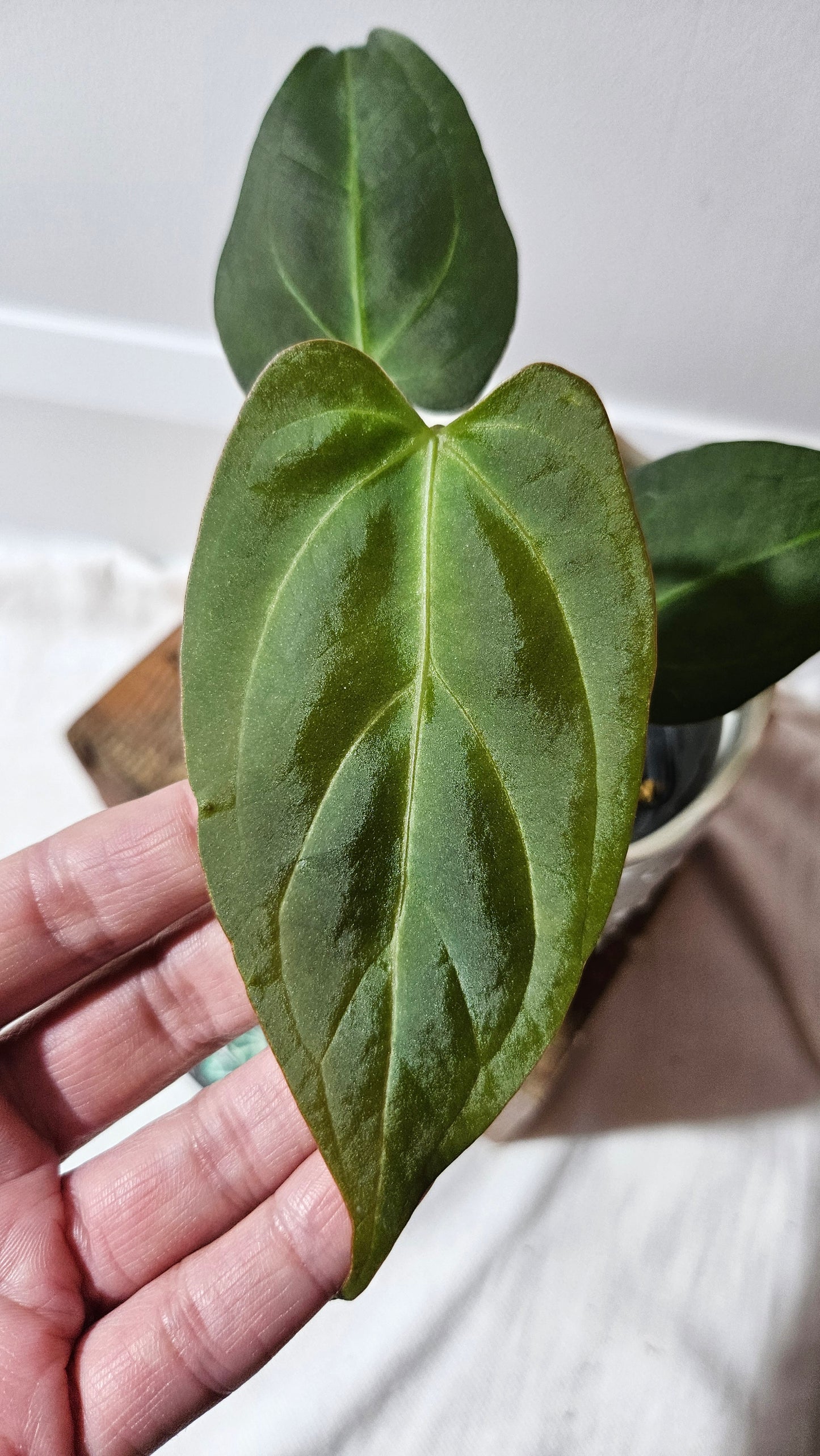 Anthurium Dressleri × Blue Papillilaminum "format MOYEN" (ANT-106)