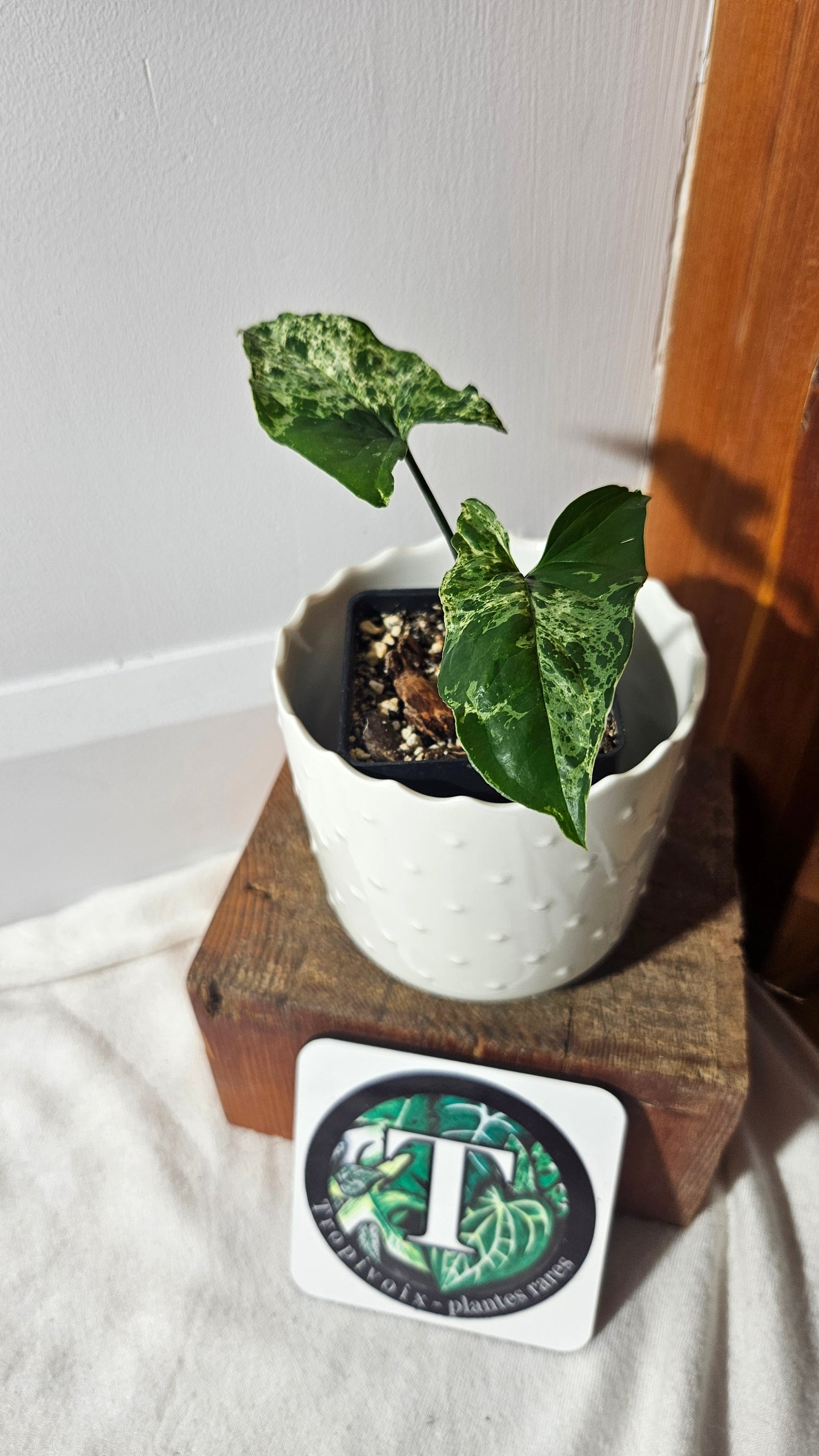 Syngonium Mojito (SYN-423)