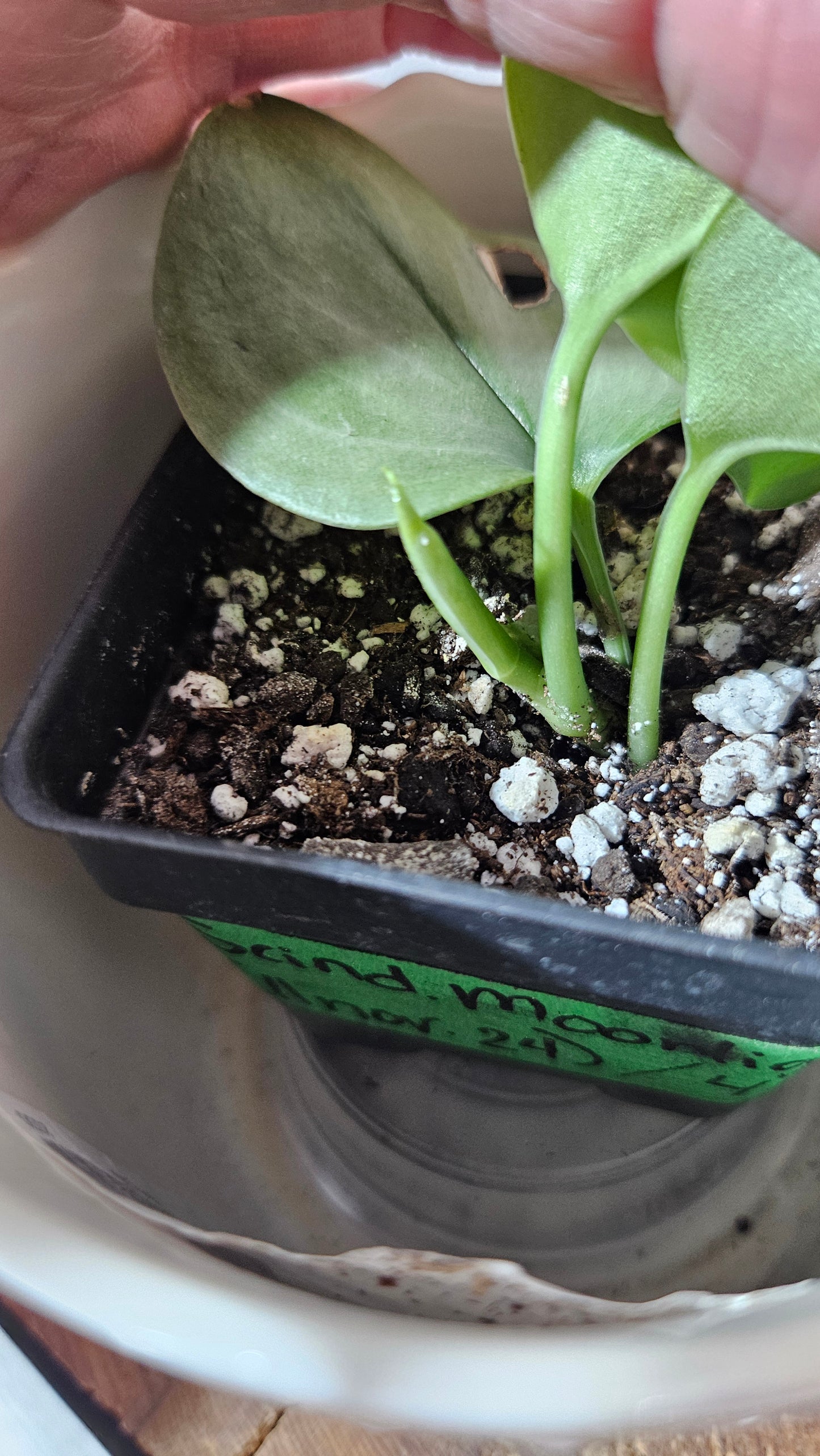 Scindapsus Moonlight Mint (SCI-746)