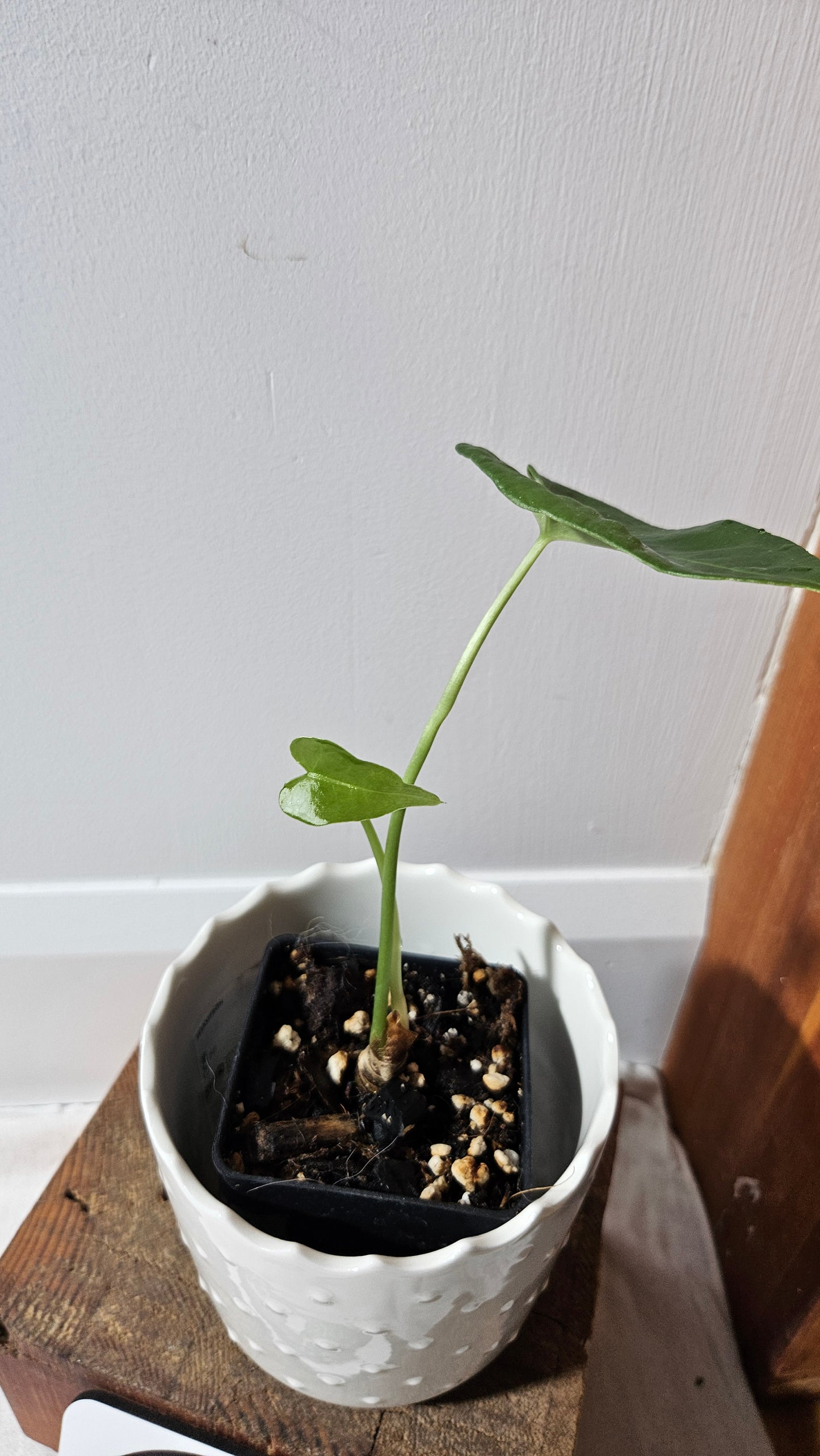 Anthurium Clarinervium X Jarii "format PETIT" (ANT-550)