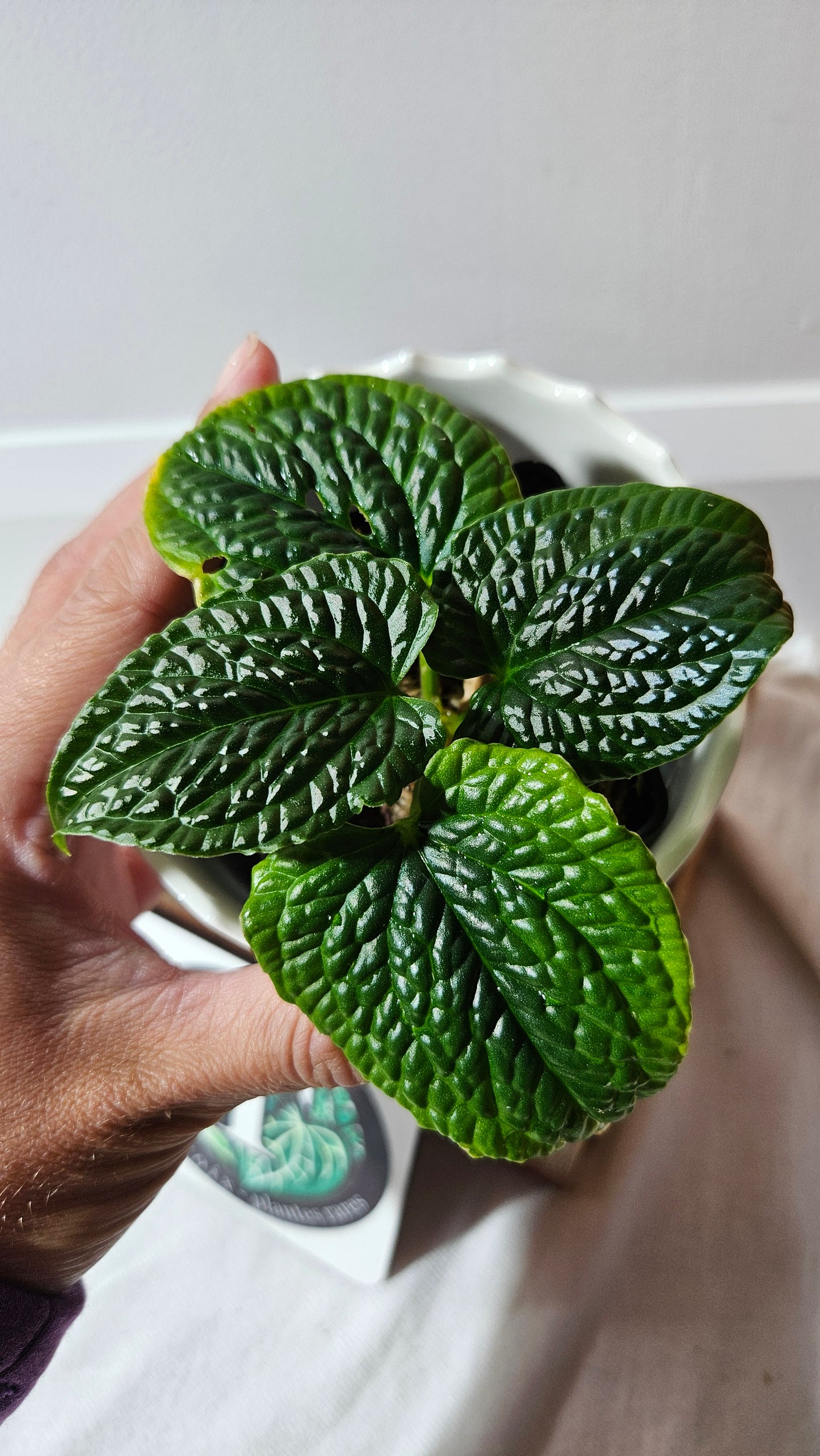 Anthurium Splendidum "format PETIT" (ANT-459)