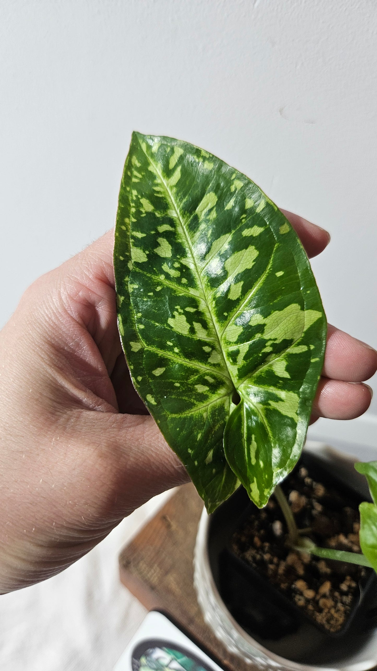 Syngonium Panda/Indo (SYN-421)