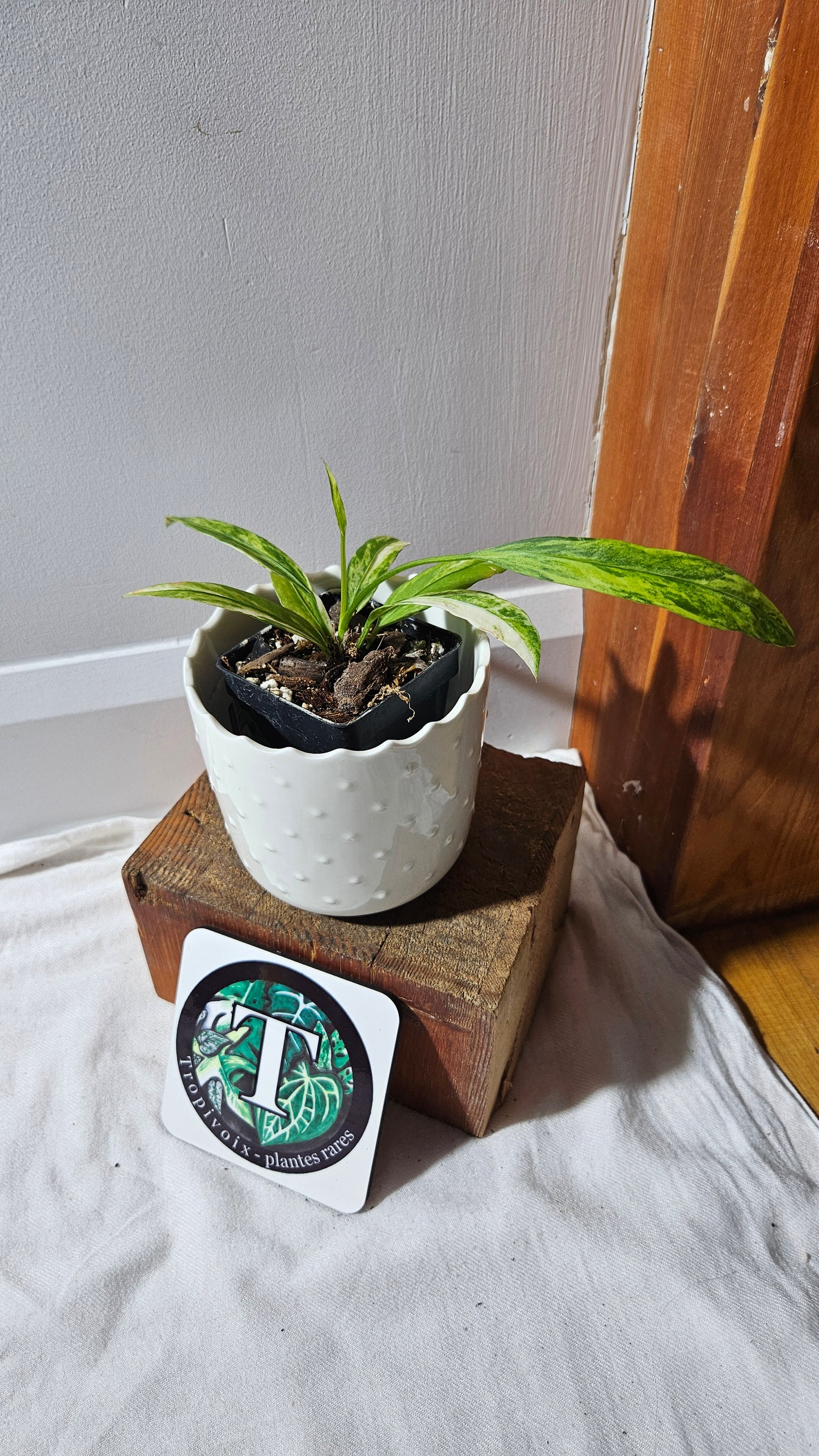 Anthurium Vittarifolium Variegata "format PETIT"(ANT-443)