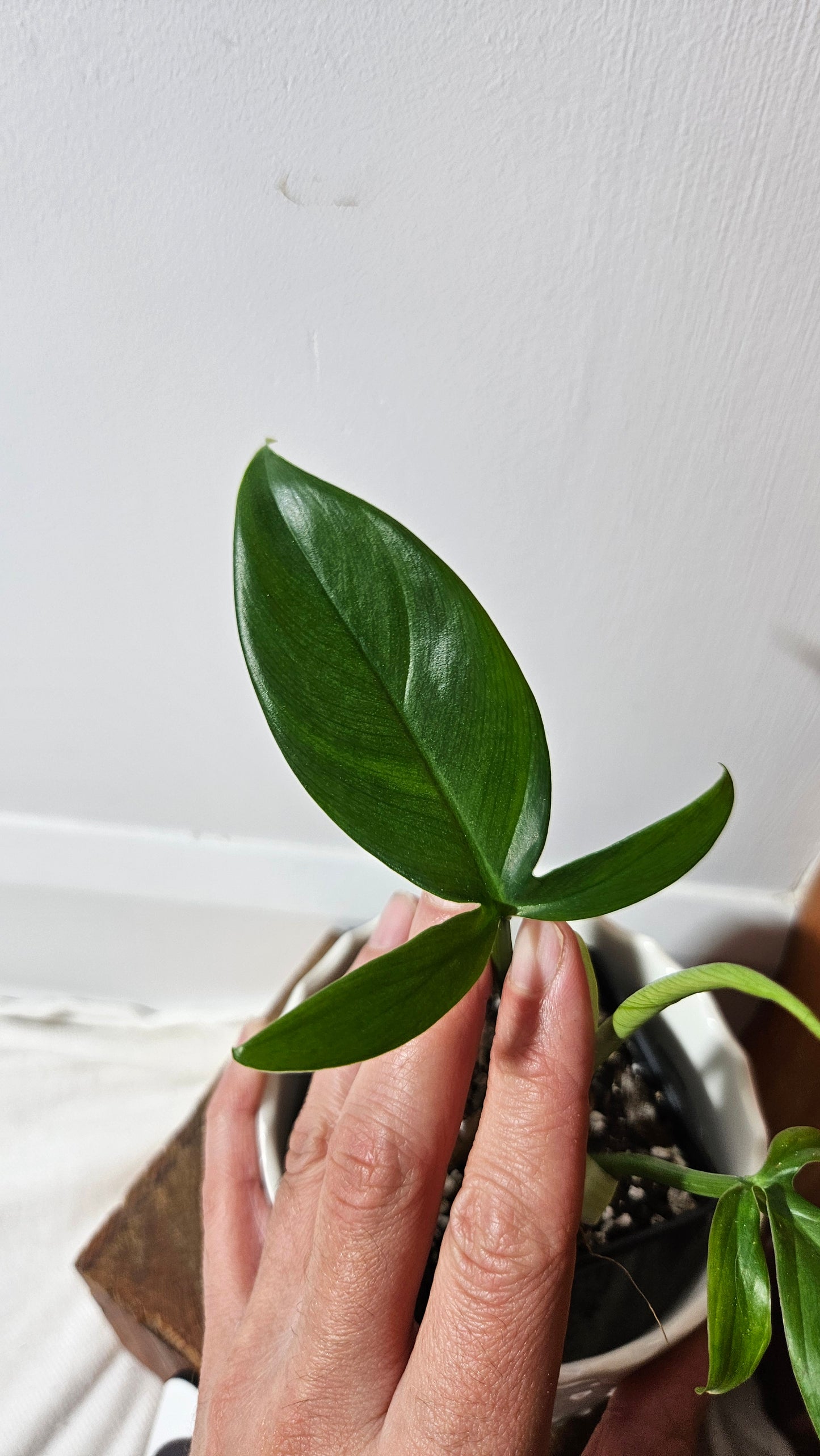 Philodendron Tripartitum (PHI-853)