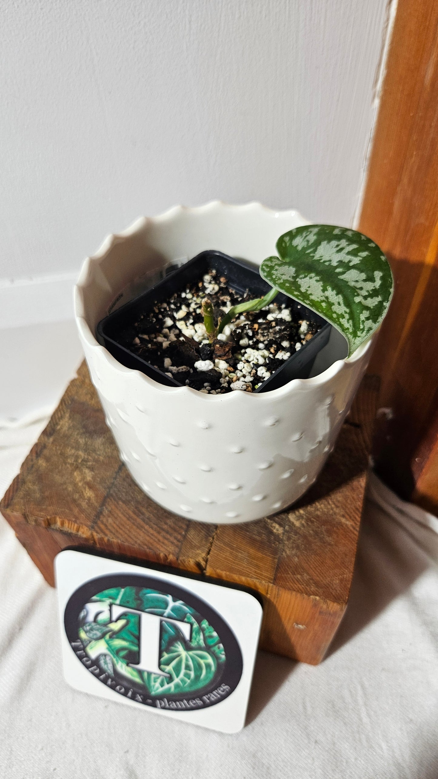 Scindapsus Silver Queen (SCI-1028)