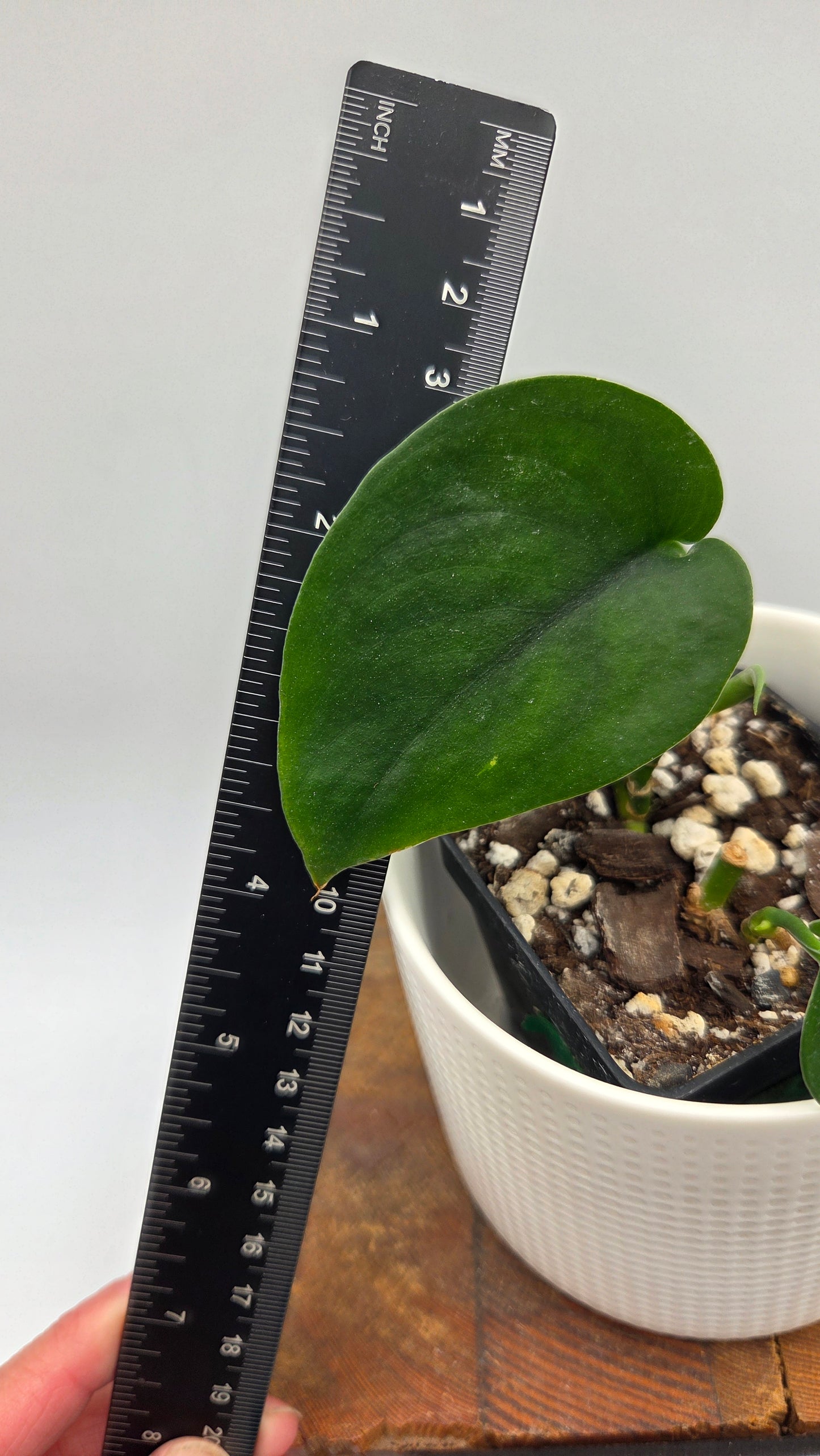 Scindapsus Jade Satin (SCI-1457)