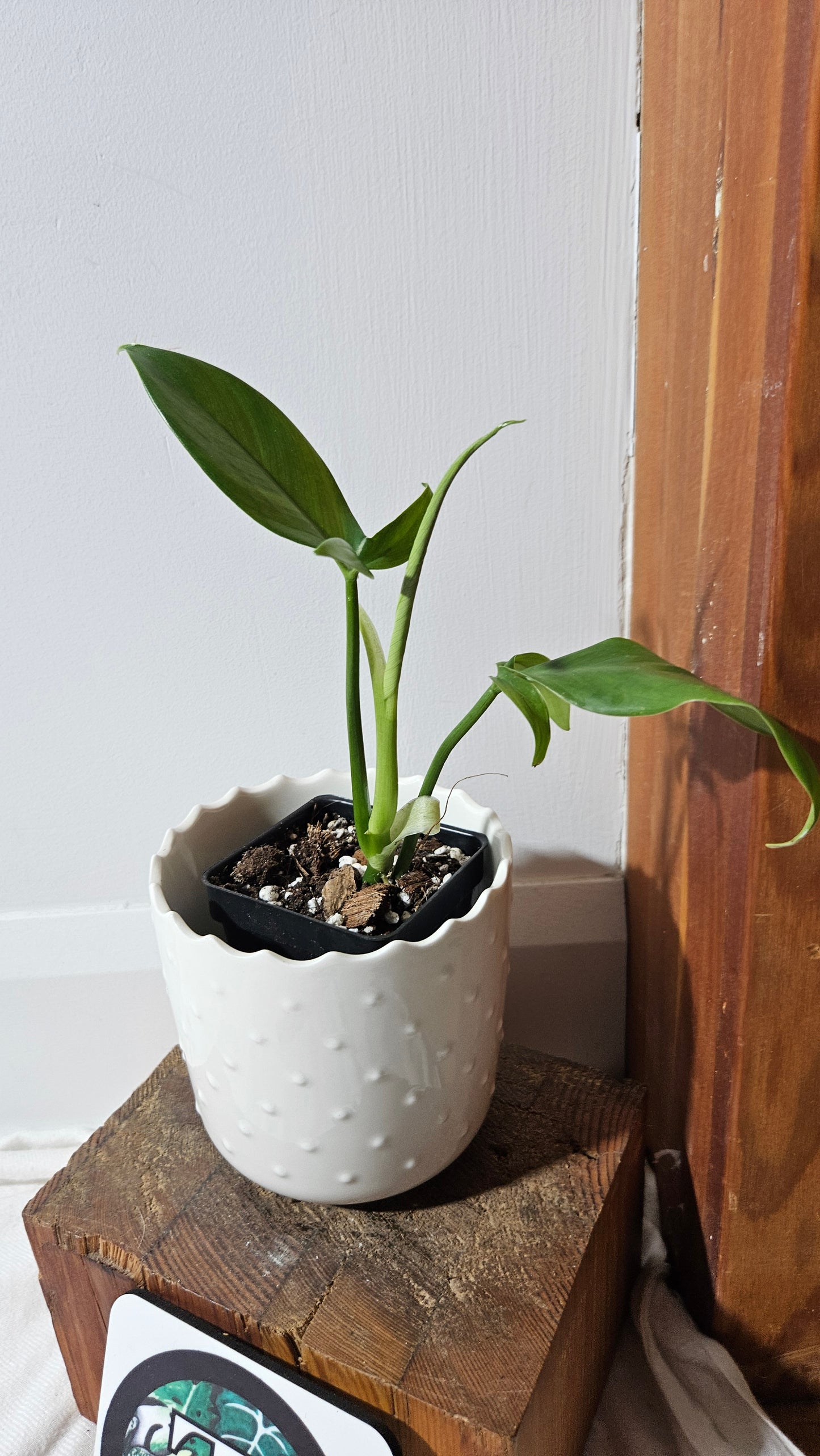 Philodendron Tripartitum (PHI-853)