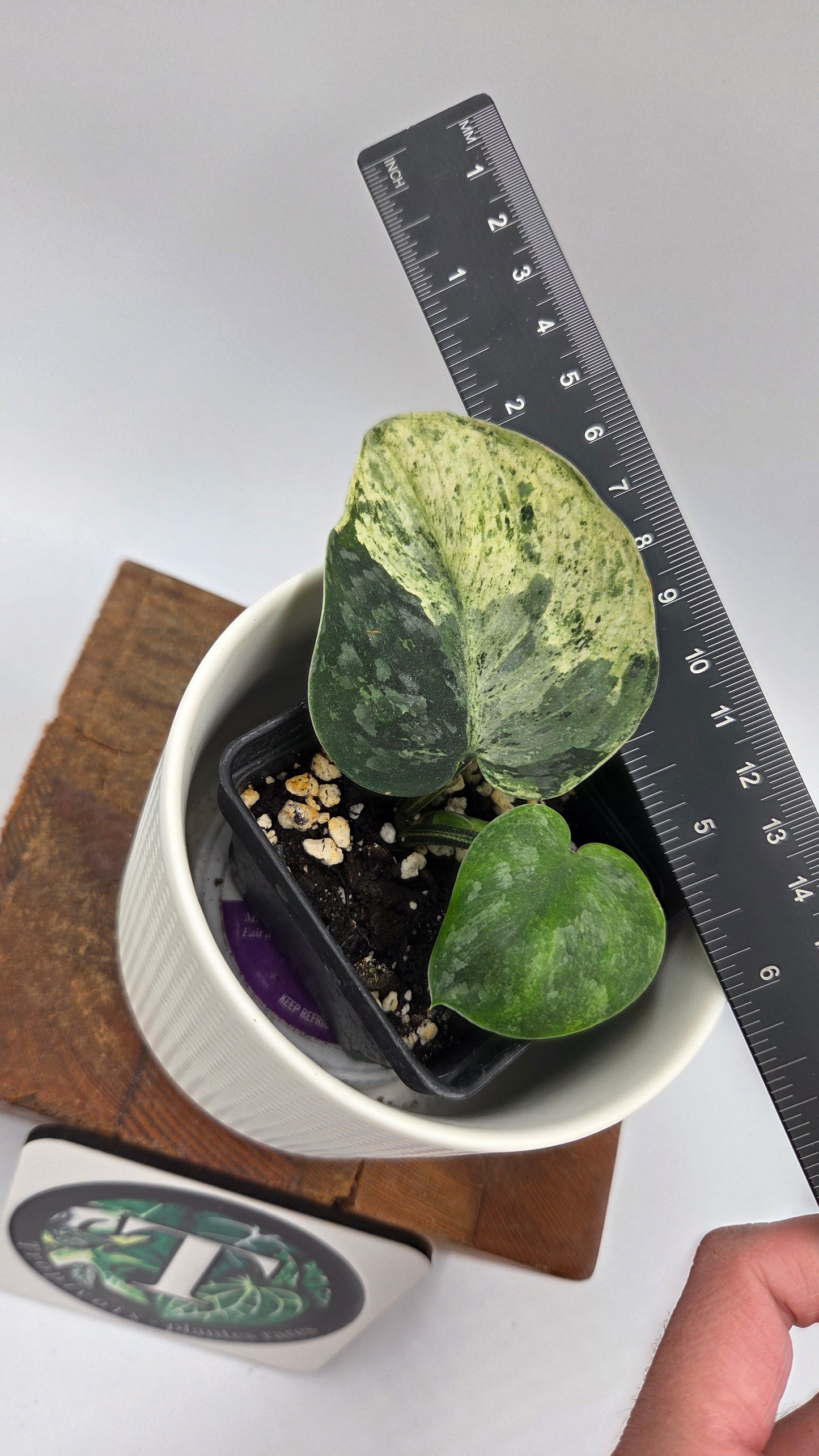 Scindapsus Silver Cloud mutation (SCI-1090)