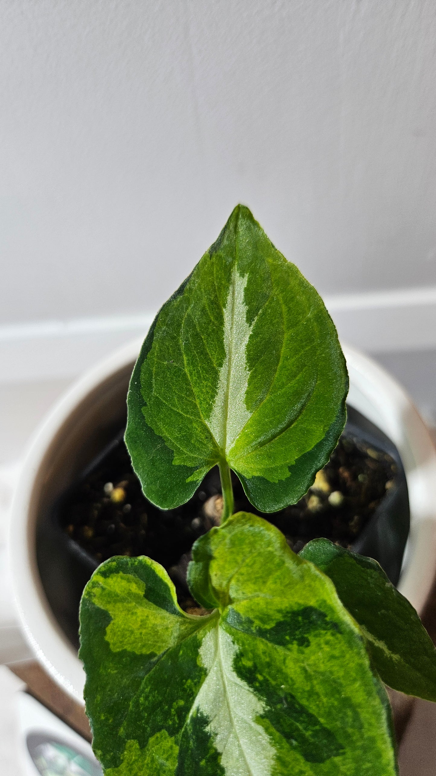 Syngonium Scrambled Eggs (SYN-467)