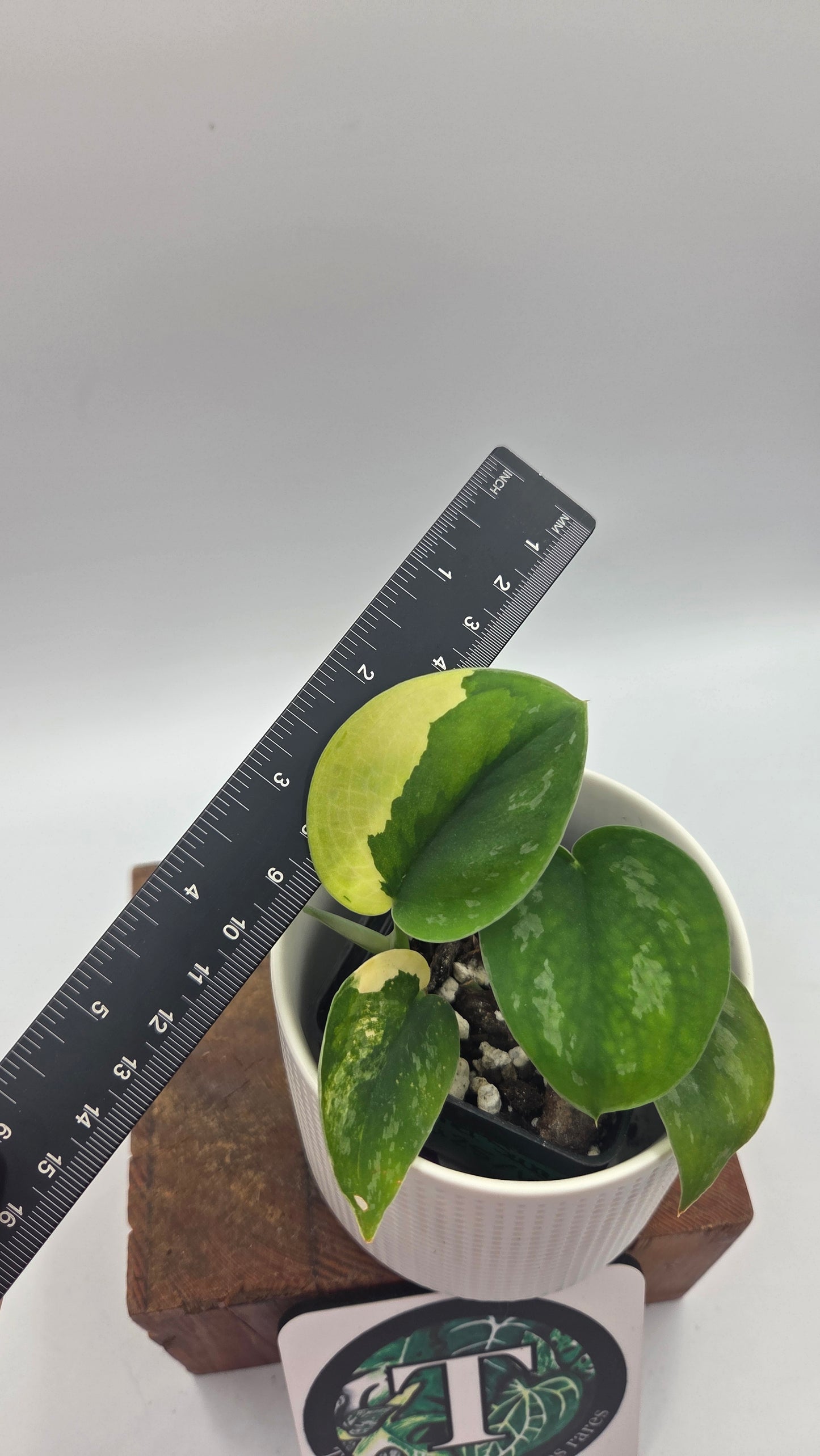Scindapsus Swarnabhumi (SCI-1082)