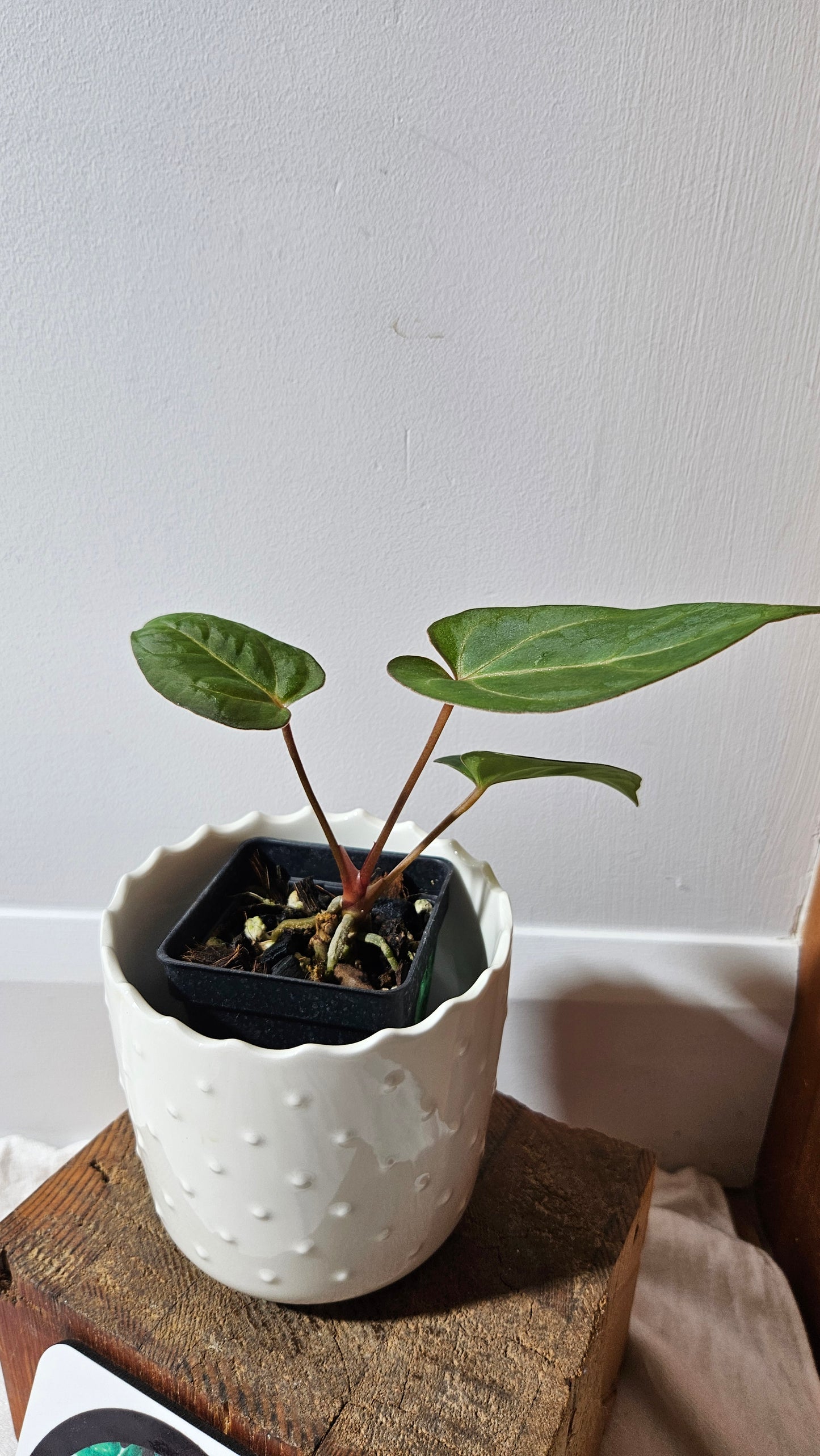 Anthurium AOS (Indo) "format PETIT" (ANT-474)