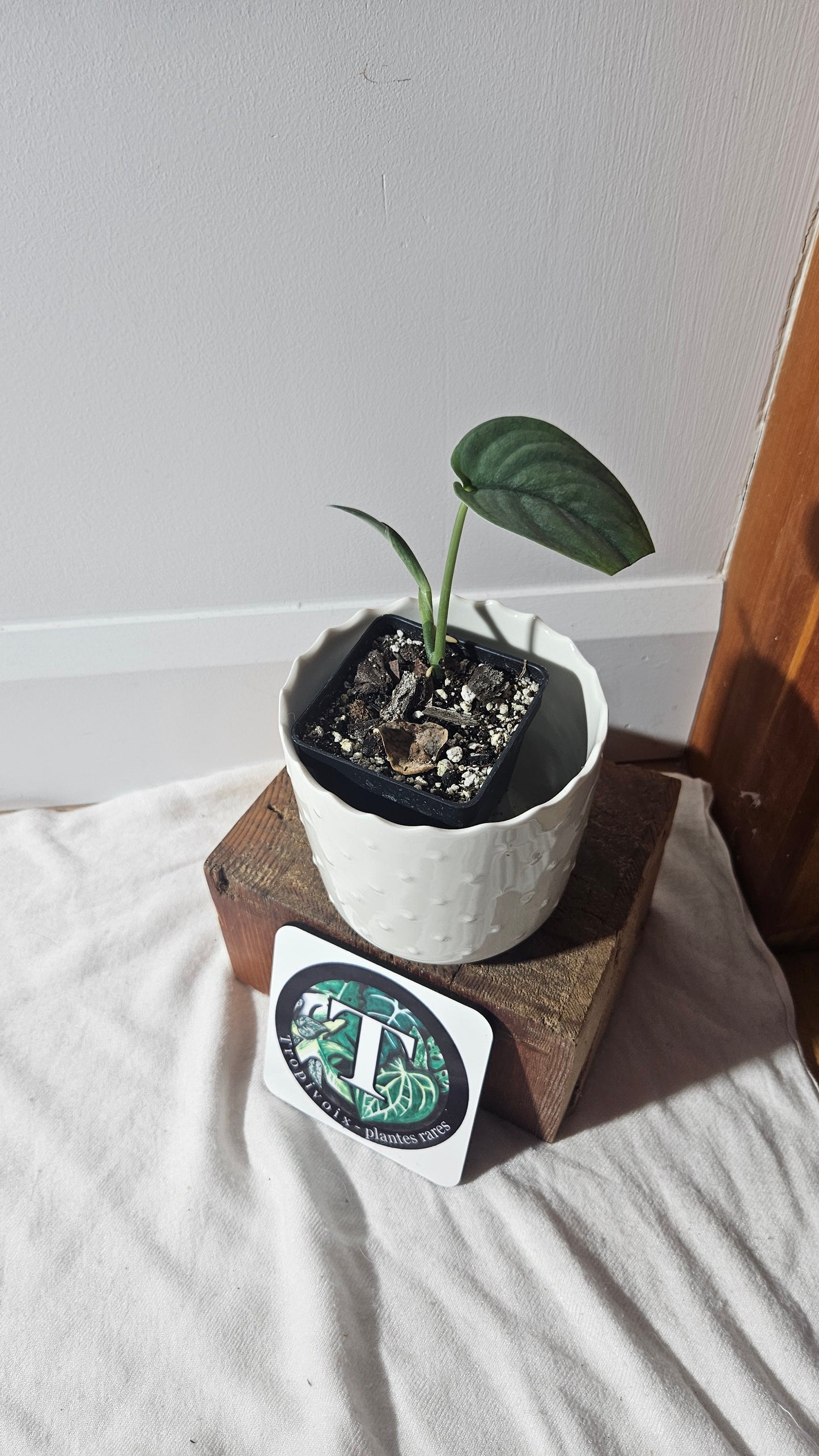 Scindapsus Dark Splash (SCI-937)