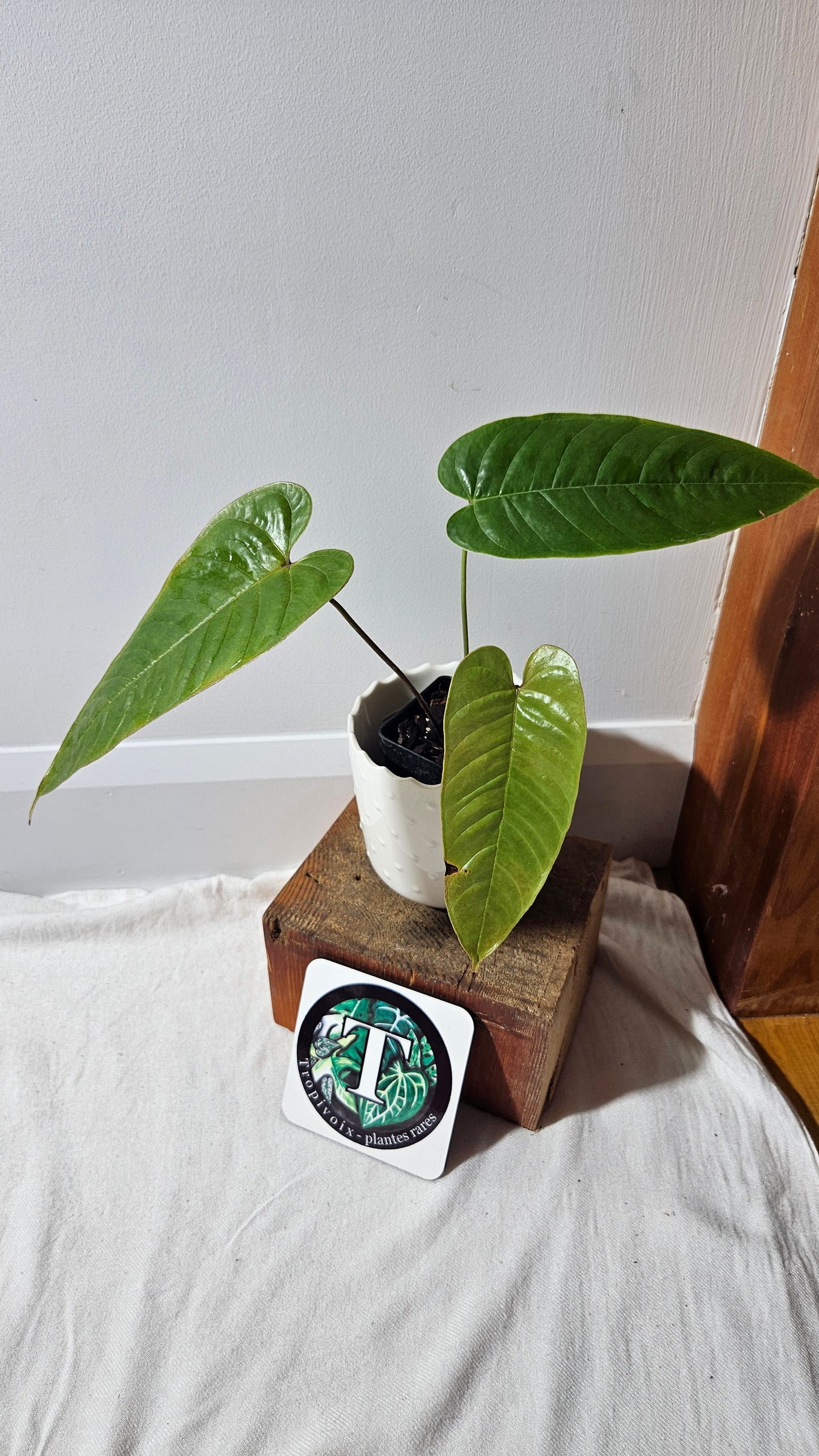 Anthurium Tremulum "format MOYEN" (ANT-481)