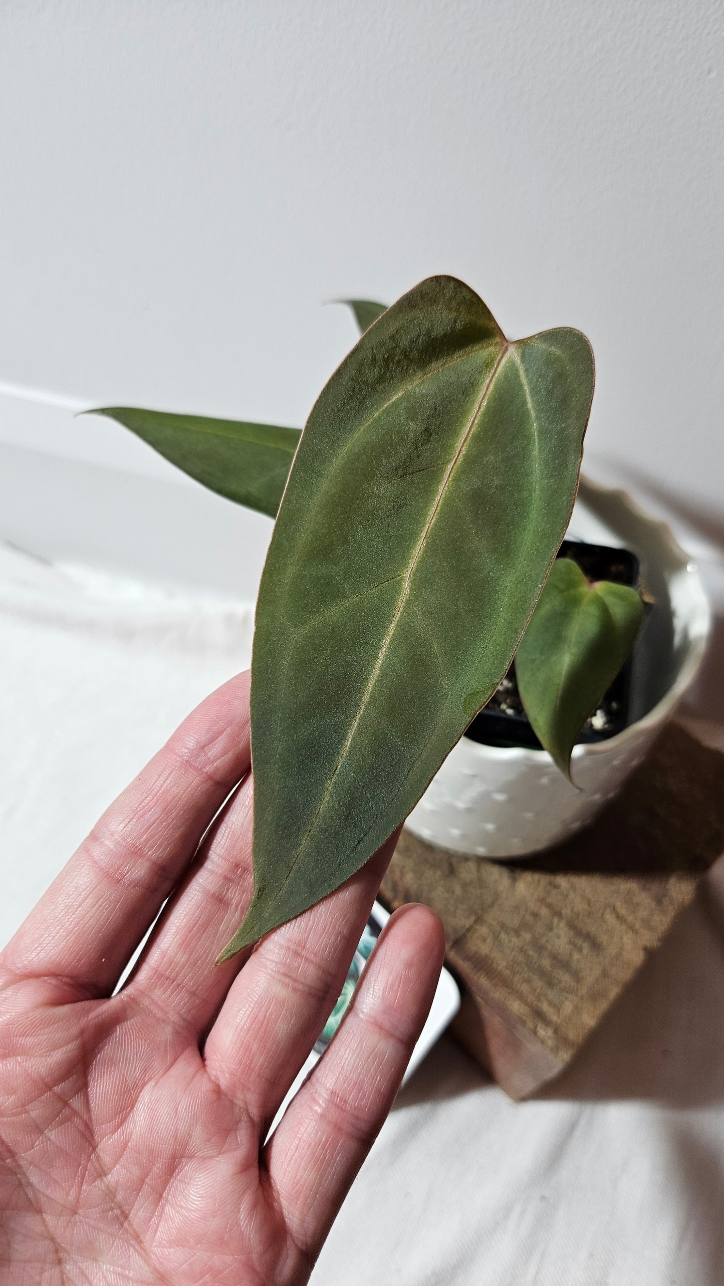 Anthurium Carlablackiae (Indo) X Papillilaminum "format MOYEN" (ANT-472)