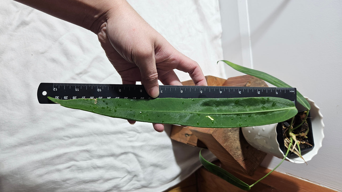 Anthurium Pallidiflorum "MEDIUM/LARGE format" (ANT-195)