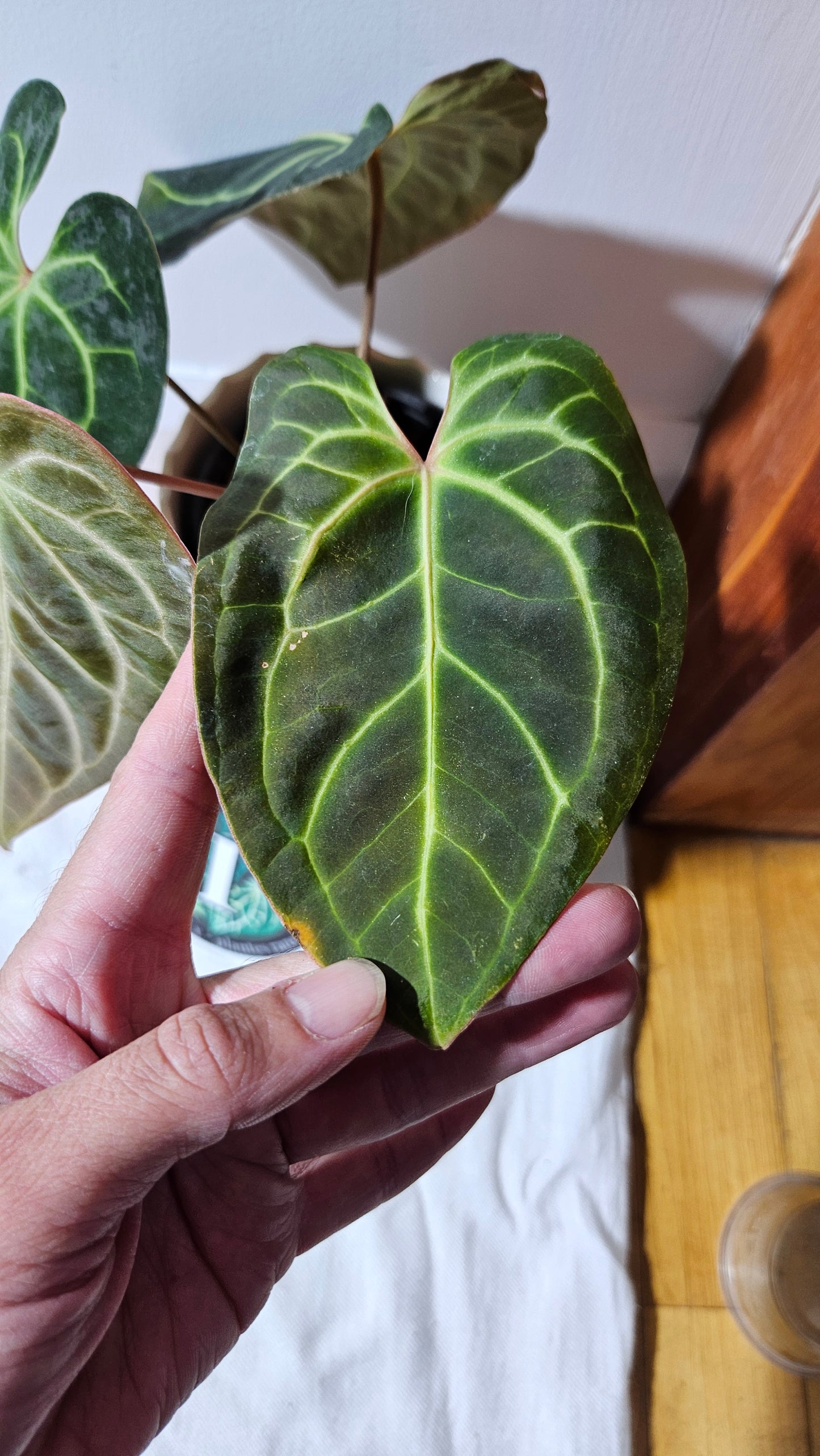 Anthurium Besseae Aff Velvet "Format MOYEN" (ANT-270)