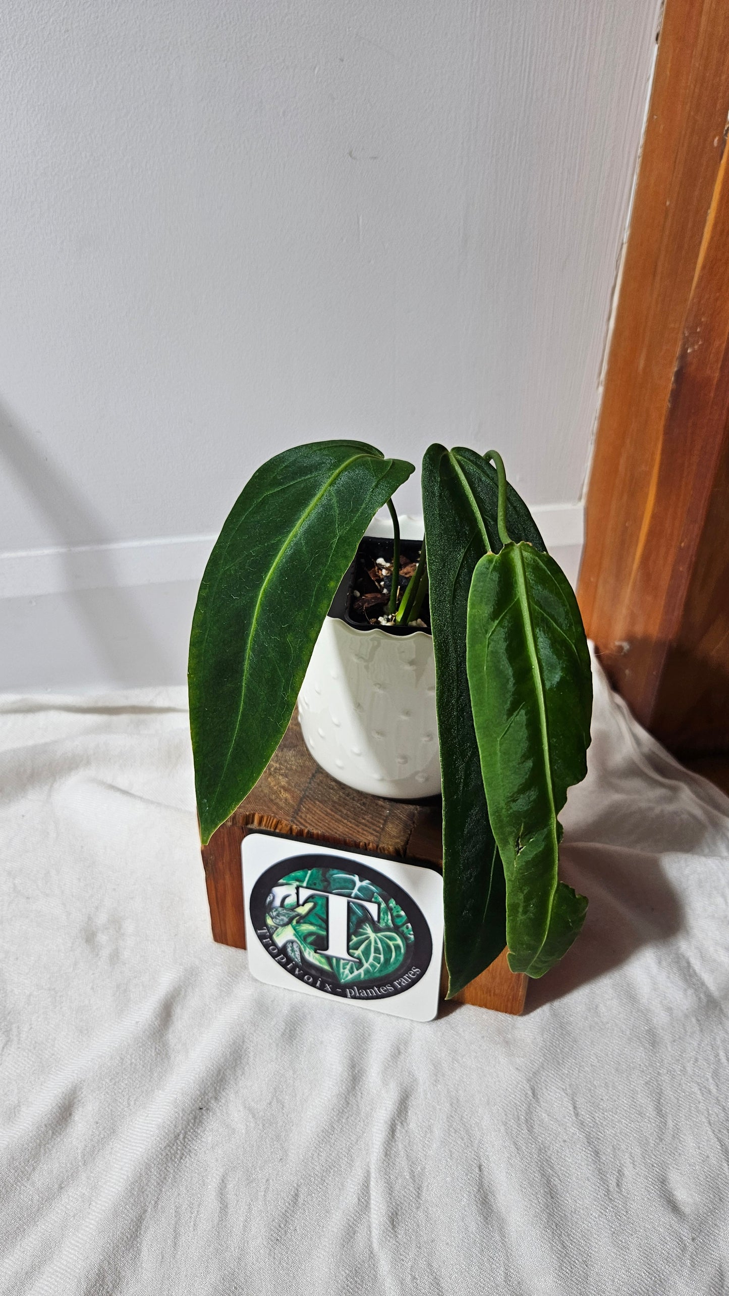 Anthurium Warocqueanum "format MOYEN"(ANT-423)