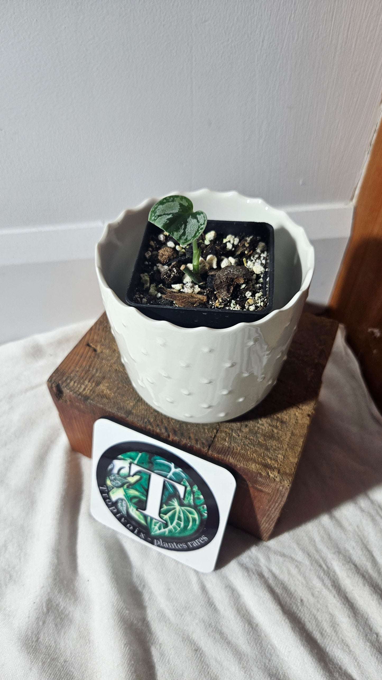 Scindapsus Tricolore silver Platinum (SCI-930)